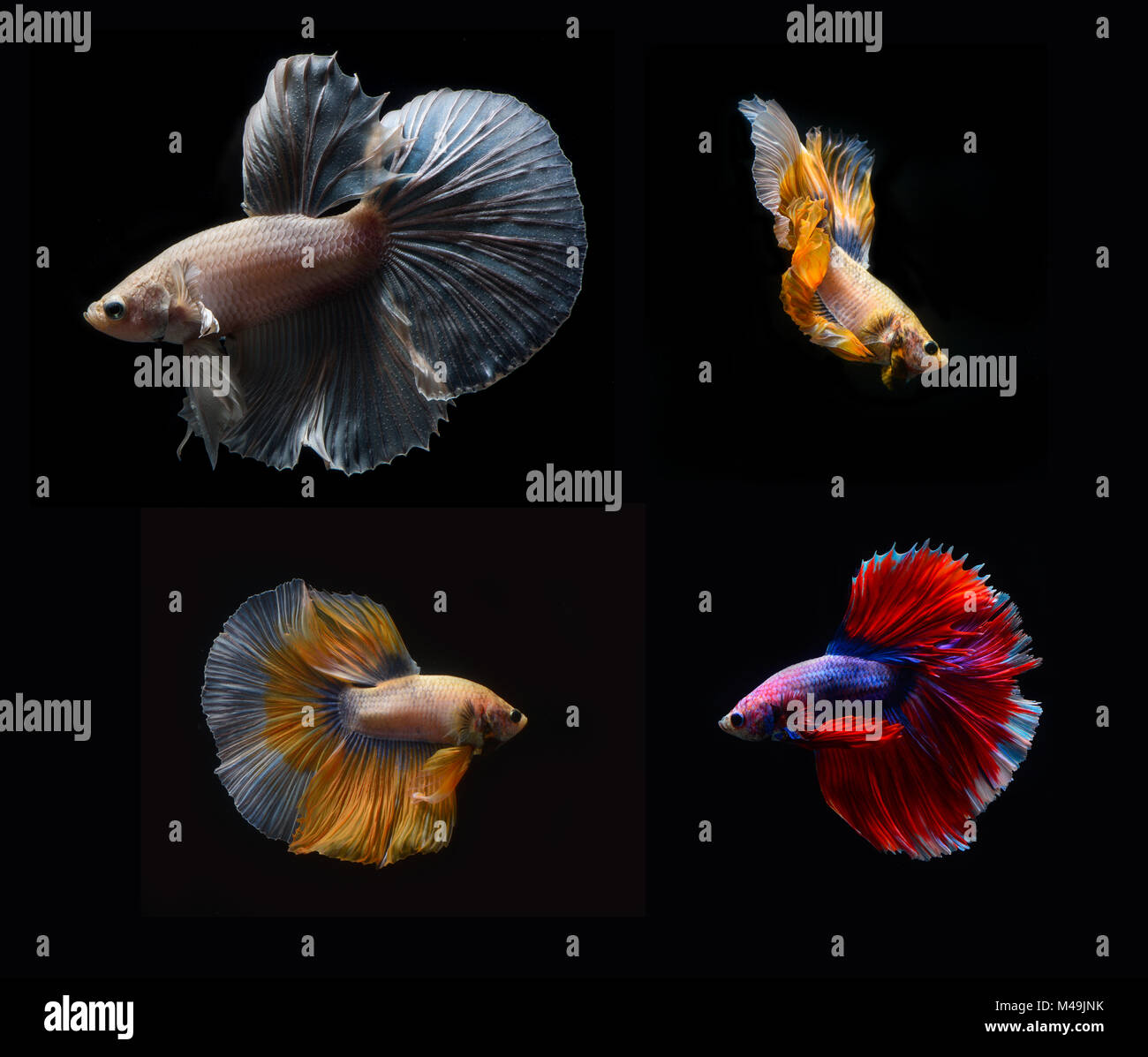 Fighting Fish on black background collection Stock Photo