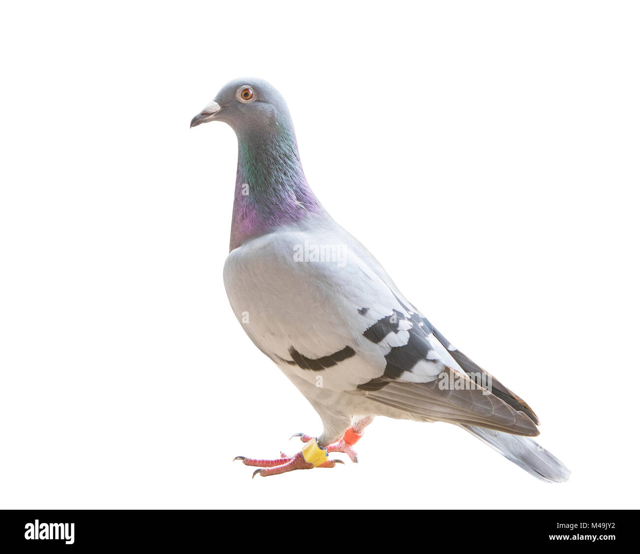 full body of homing speed racing pigeon bird isolated white background Stock Photo Alamy