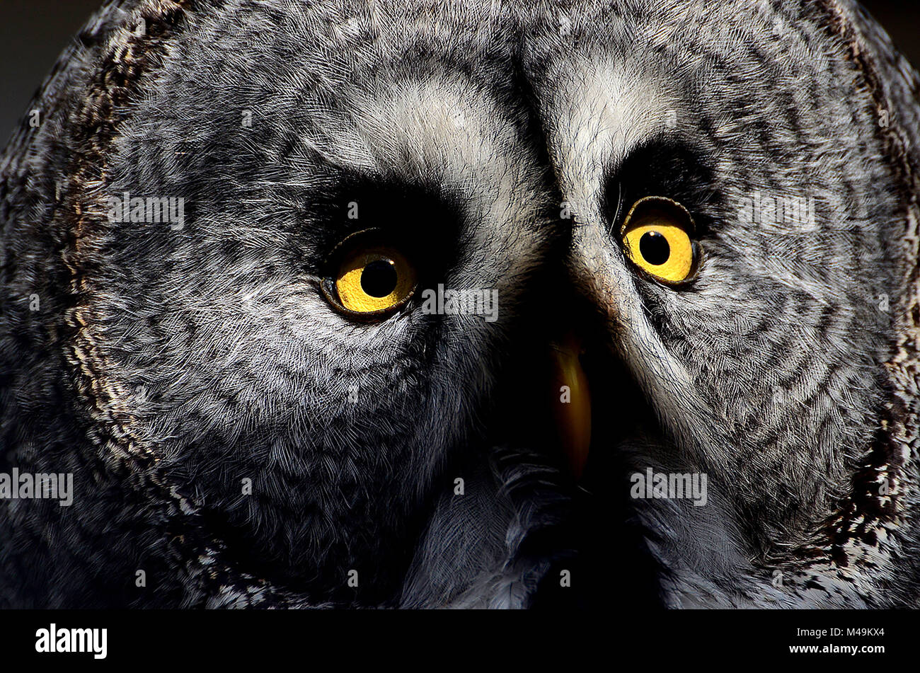 Great Grey Owl Face in sunlight and part shade Stock Photo