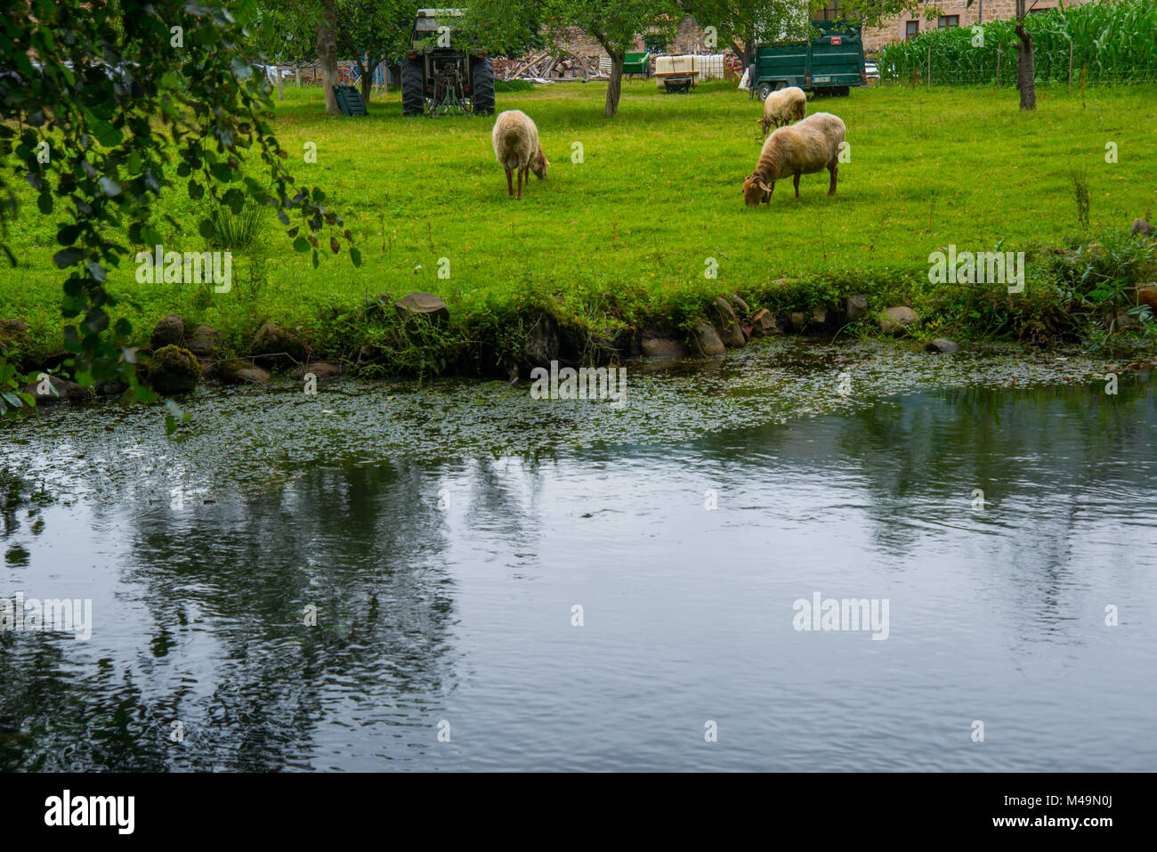 Sheep grazing by the river. Ruente, Cantabria, Spain. Stock Photo