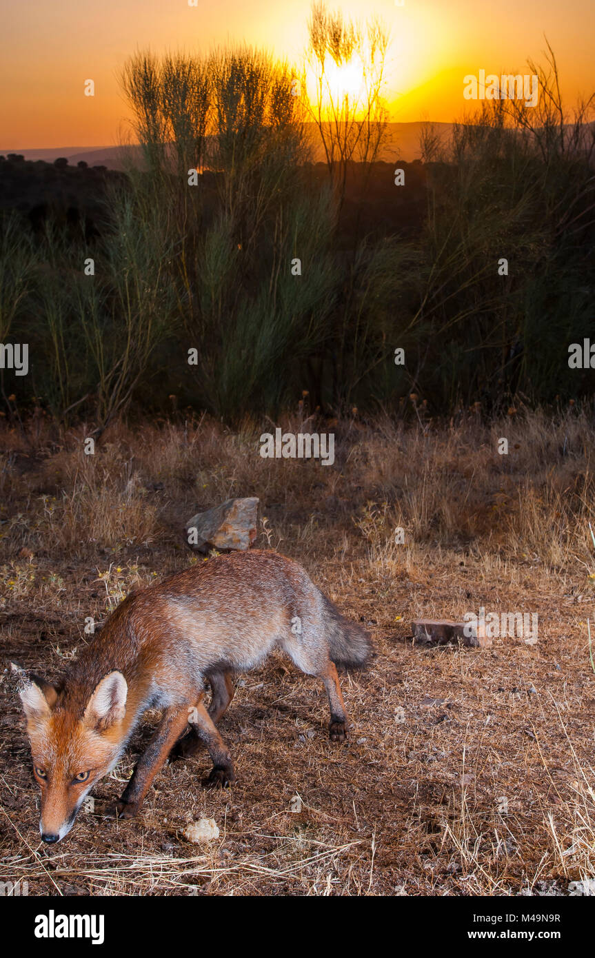 Red fox (vulpes vulpes). Spanish wildlife. Stock Photo