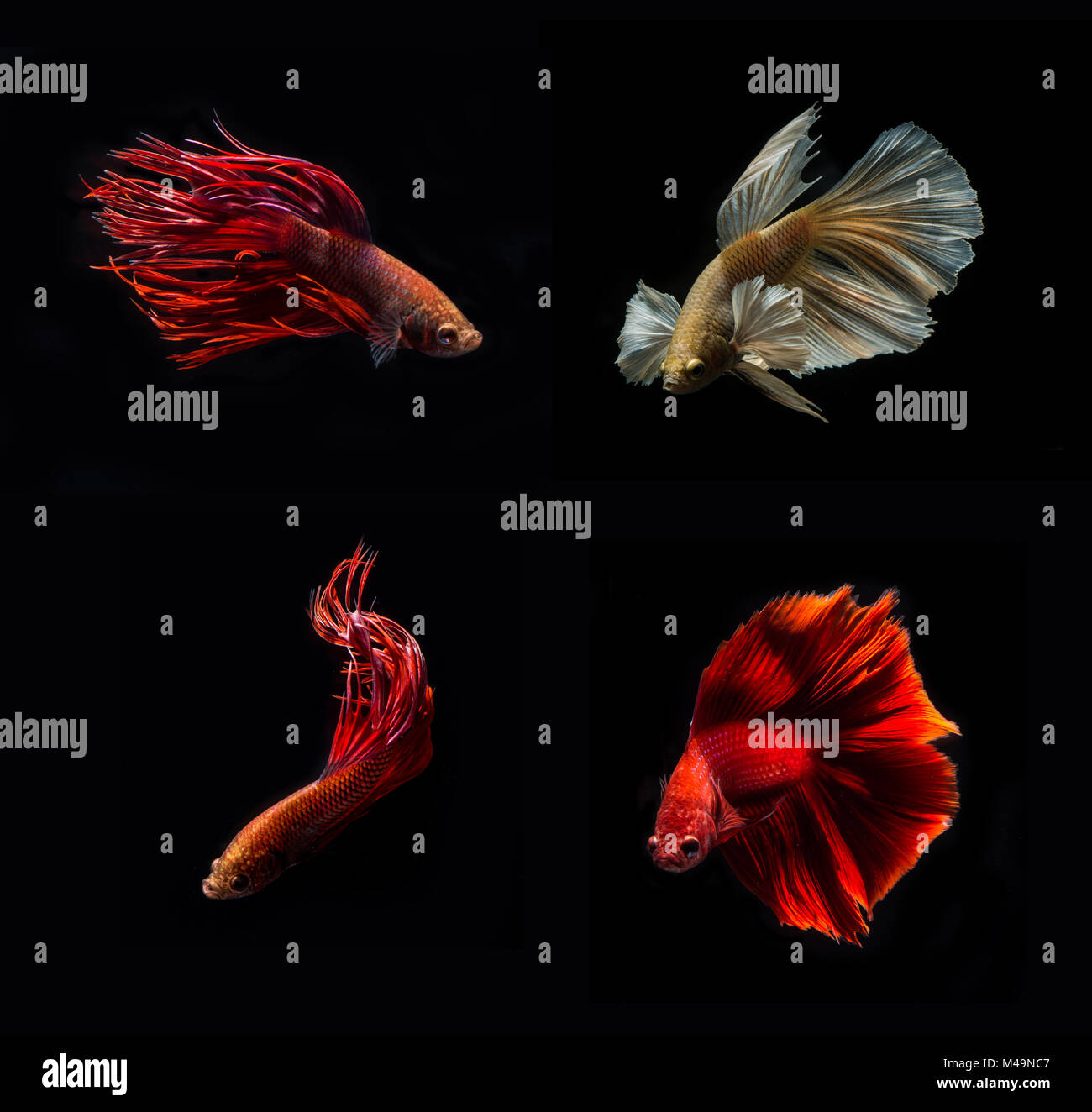 Fighting Fish on black background collection Stock Photo