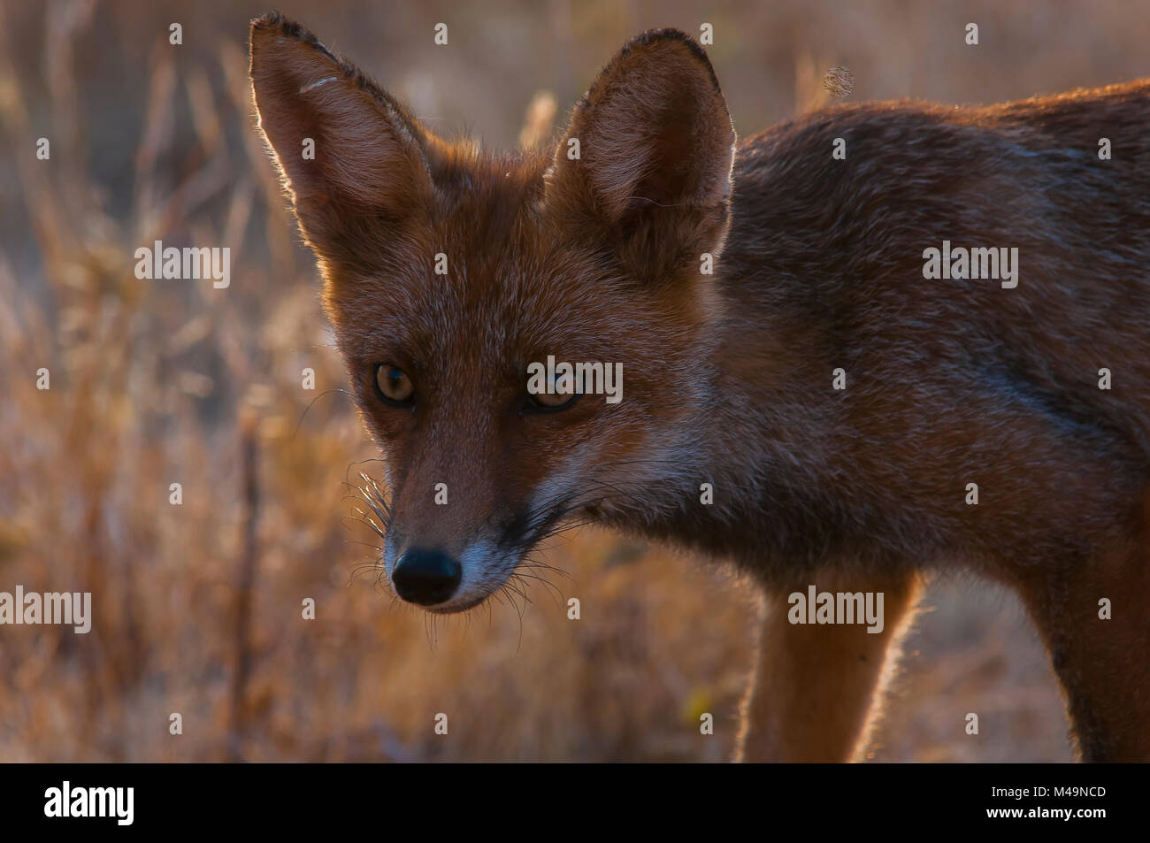 Red fox (vulpes vulpes). Spanish wildlife. Stock Photo