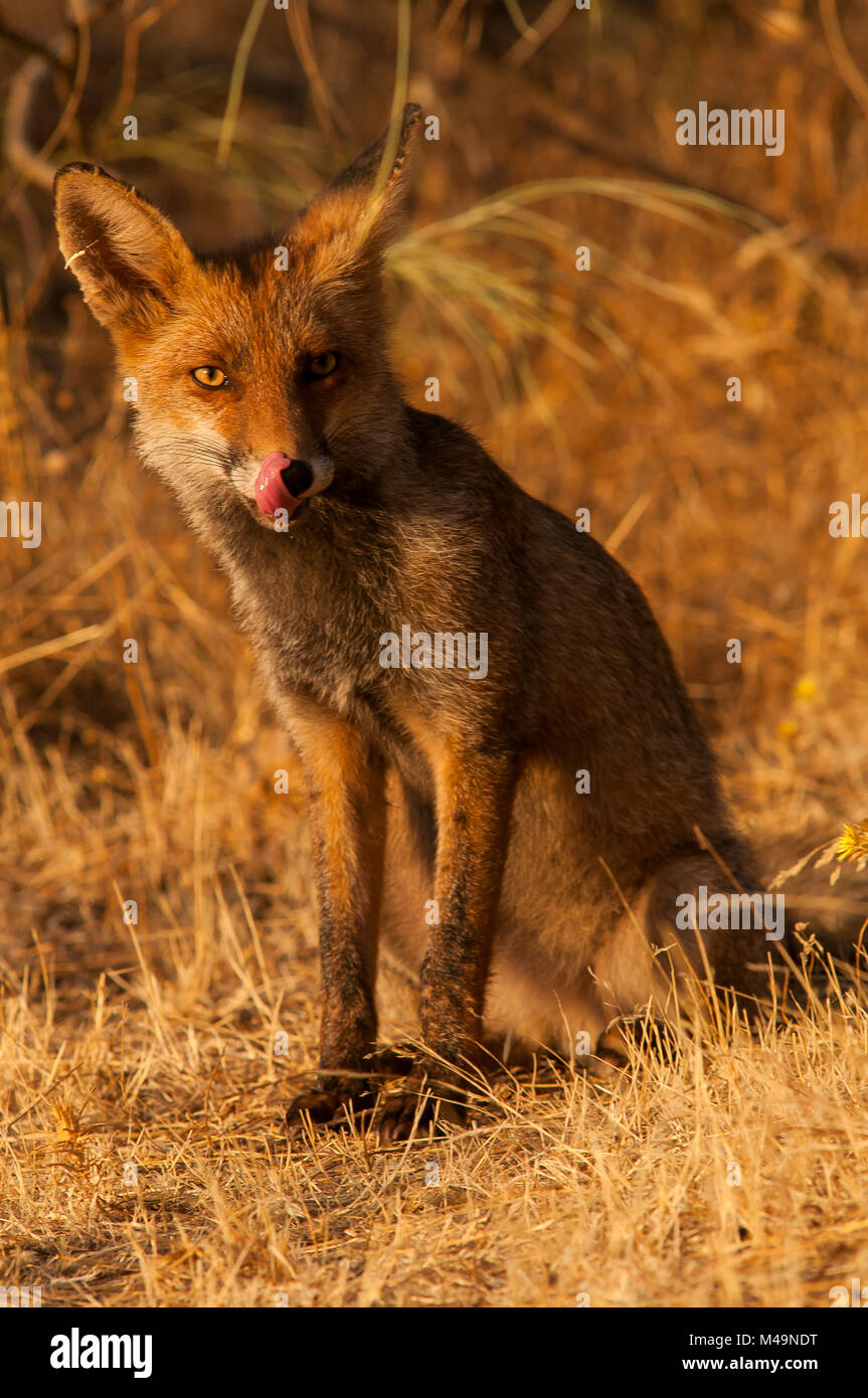 Red fox (vulpes vulpes). Spanish wildlife Stock Photo Alamy