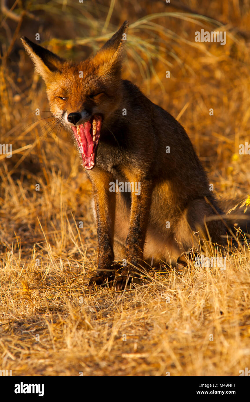 Red fox (vulpes vulpes). Spanish wildlife Stock Photo Alamy
