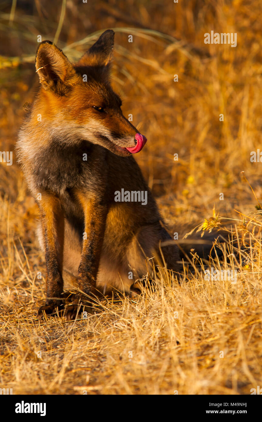 Red fox (vulpes vulpes). Spanish wildlife Stock Photo Alamy