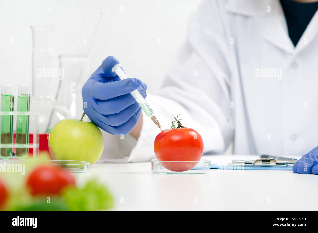 Scientist is working on genetically modified food. Lab GMO research, technician uses the syringe. Stock Photo