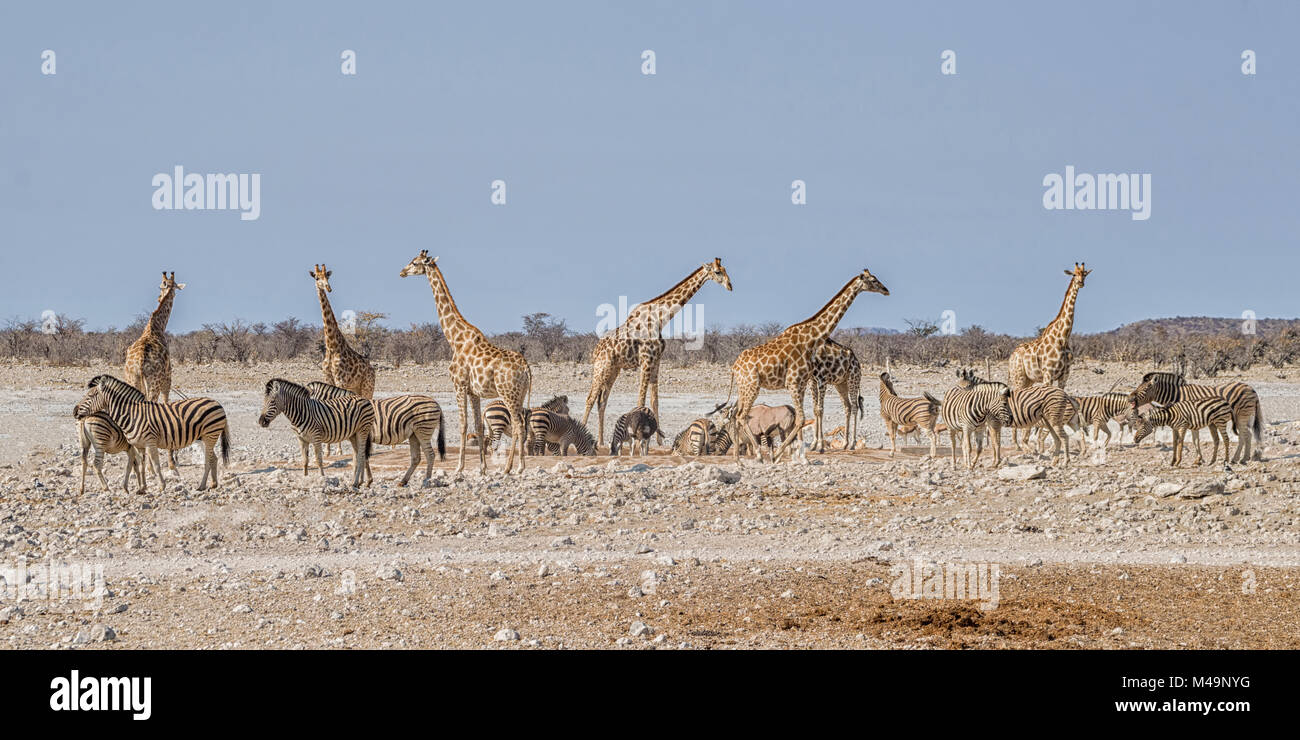 Giraffe And Zebra At A Busy Watering Hole In The Namibian Savanna Stock 