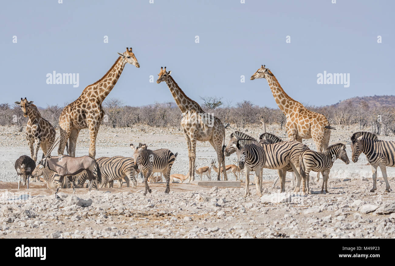 African wildlife at a busy watering hole in the Namibian savanna Stock Photo