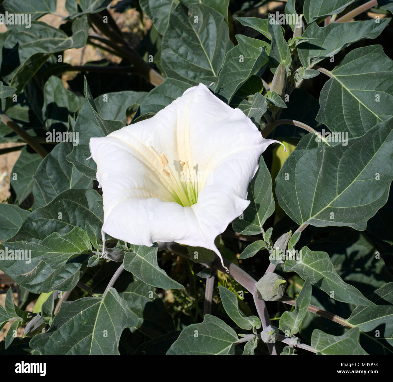Datura Plant High Resolution Stock Photography and Images - Alamy