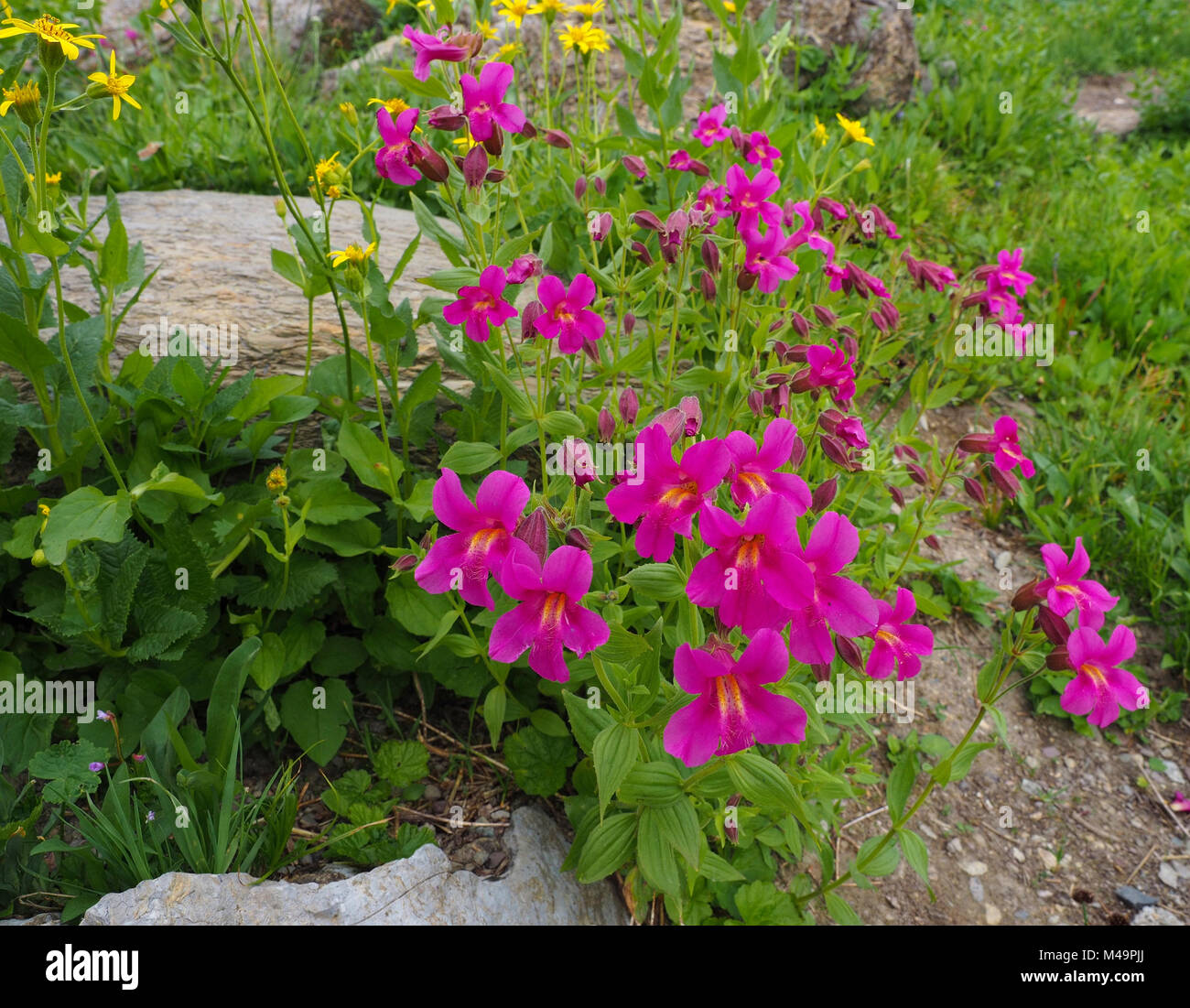 Glacier montana wildflower hi-res stock photography and images - Alamy