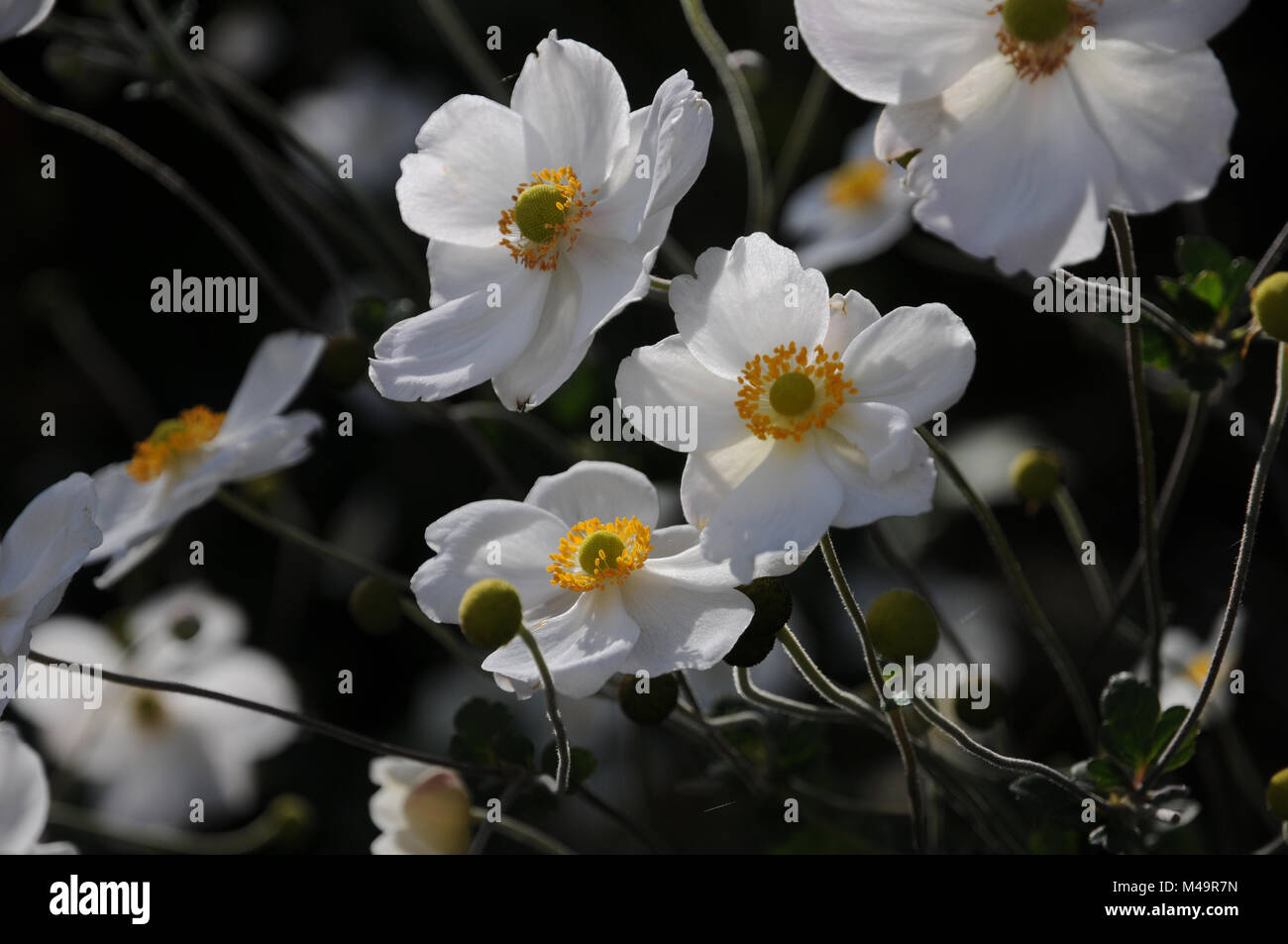 Anemone japonica Honorine Jobert, Japanese anemone Stock Photo