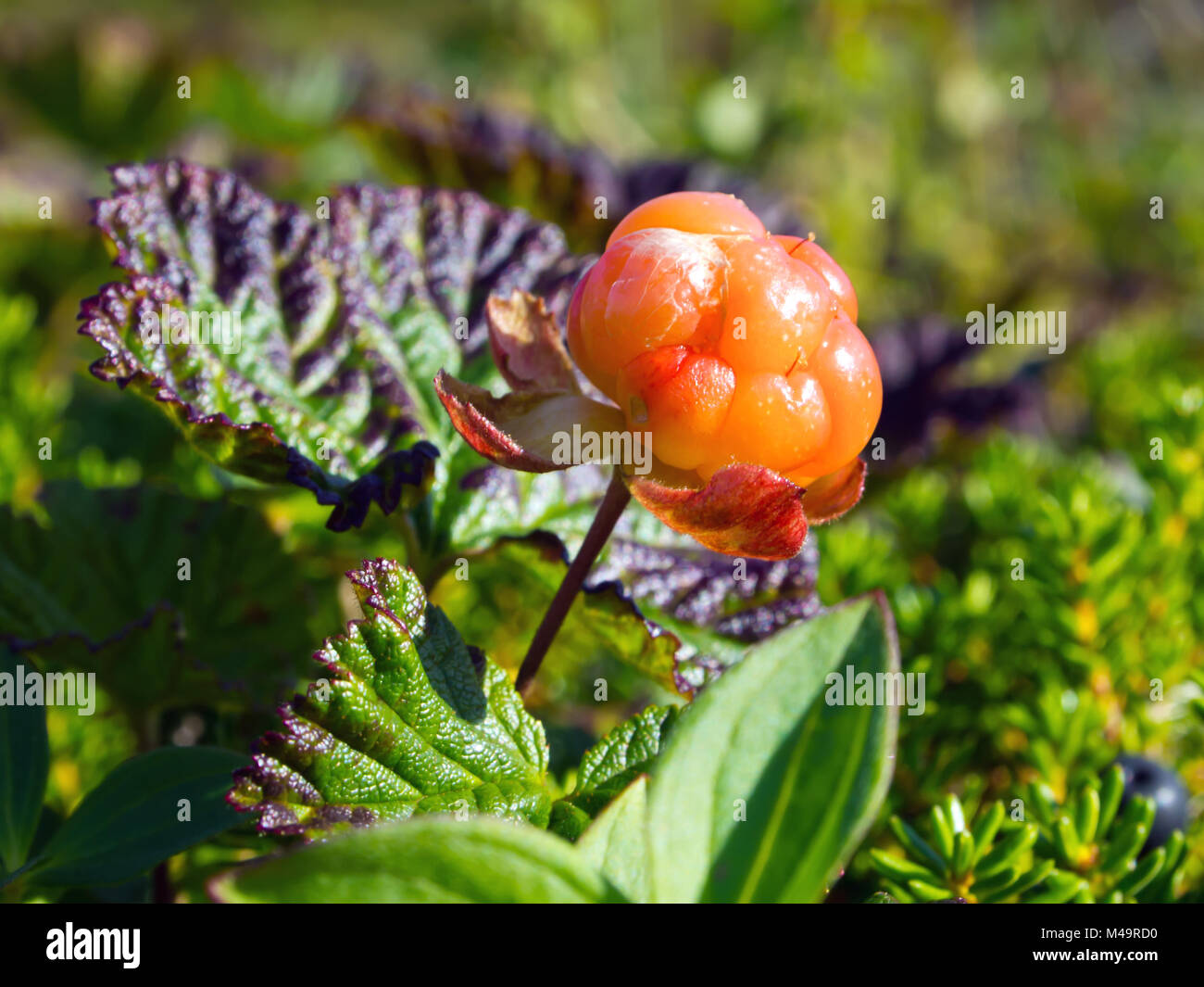 North berry cloudberry (The Latin name: Rubus chamaemorus) Stock Photo