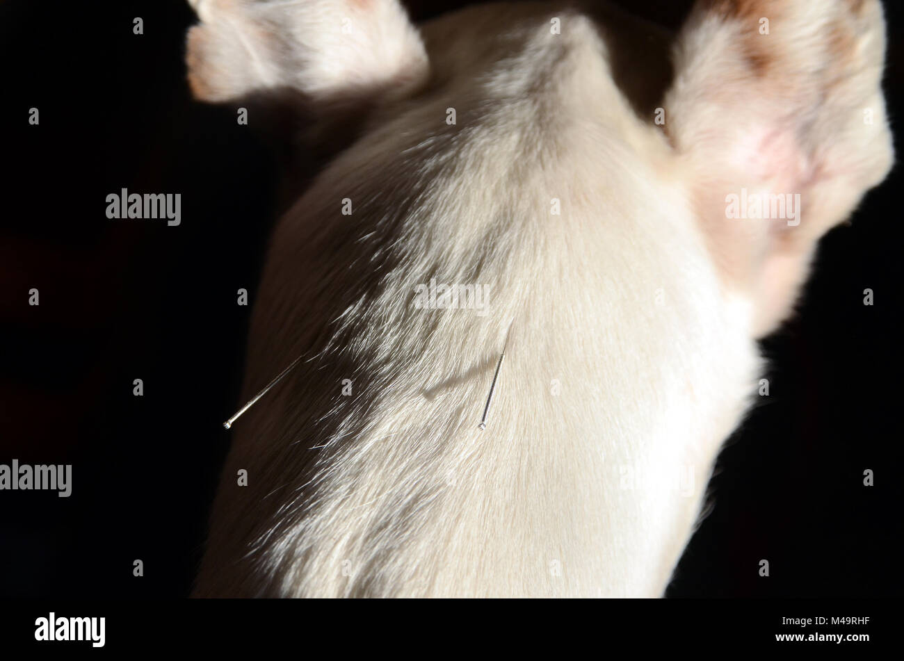 Dog's neck with acupuncture needles Stock Photo Alamy