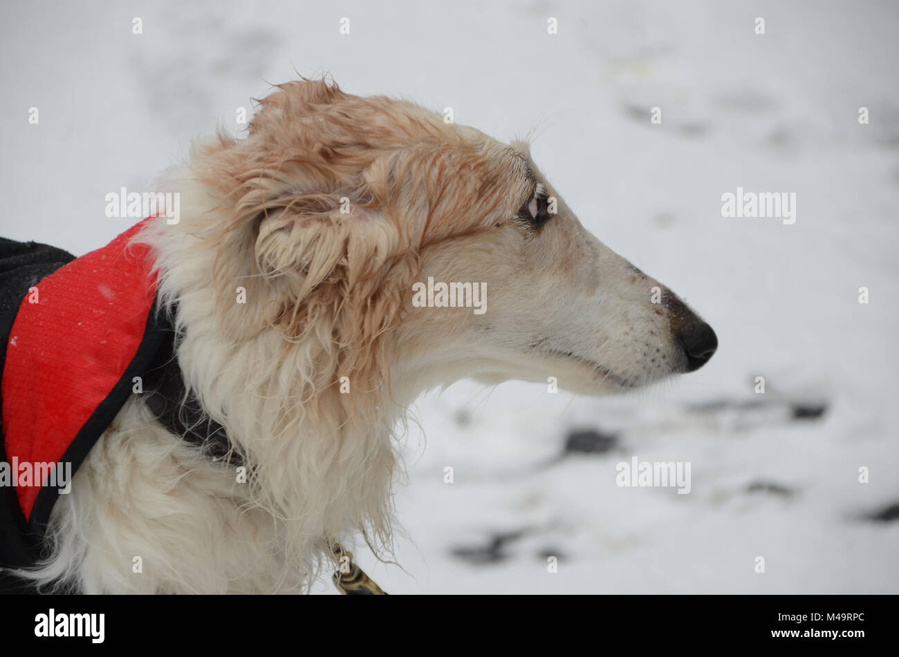 Side view of a Borzoi dog's face in a snowy ambient. Stock Photo