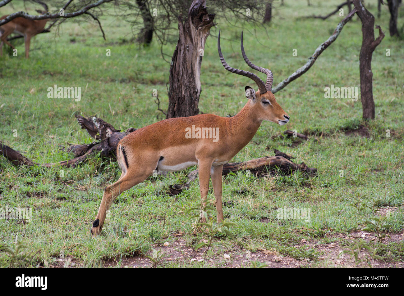 Grant gazelle hi-res stock photography and images - Alamy