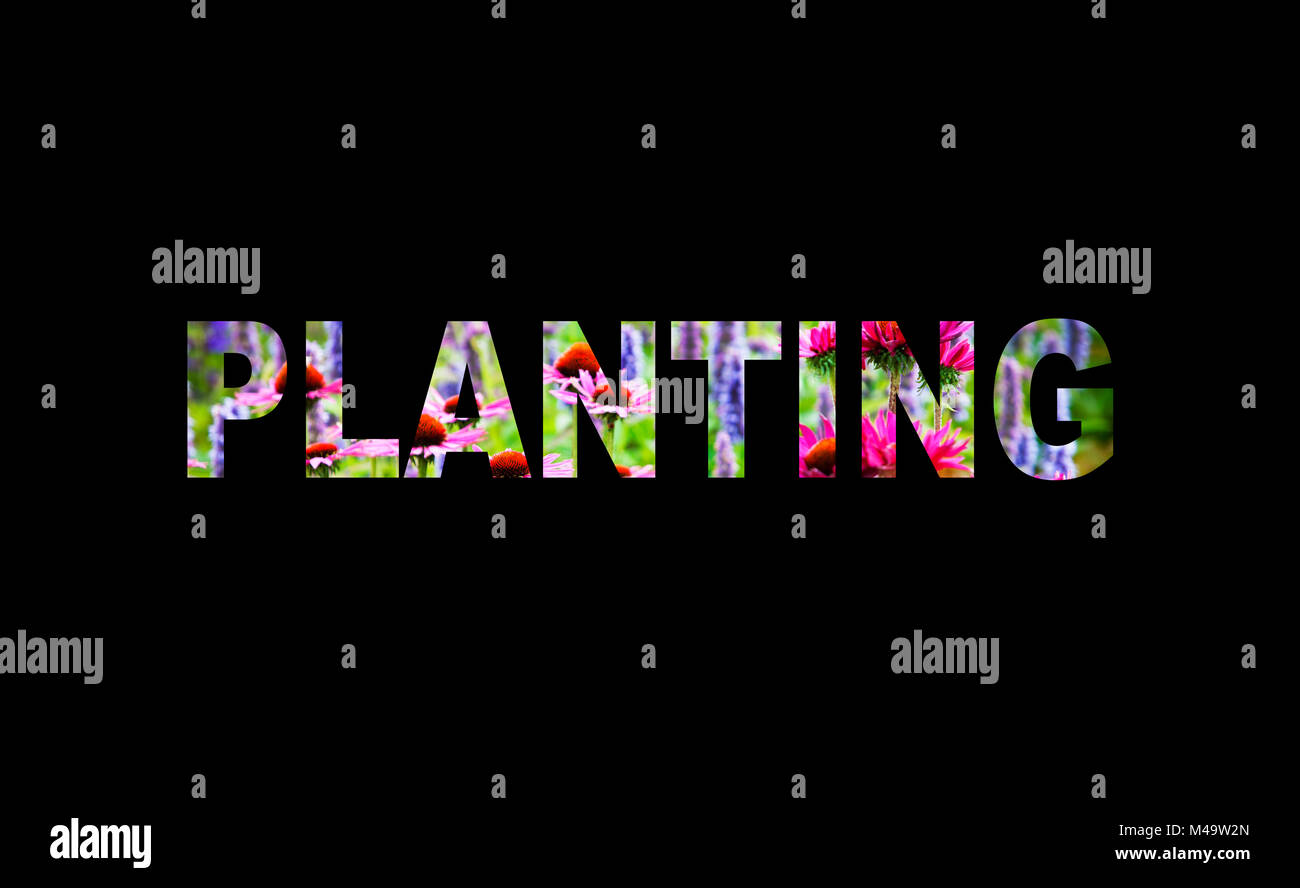 Planting. Stock Photo