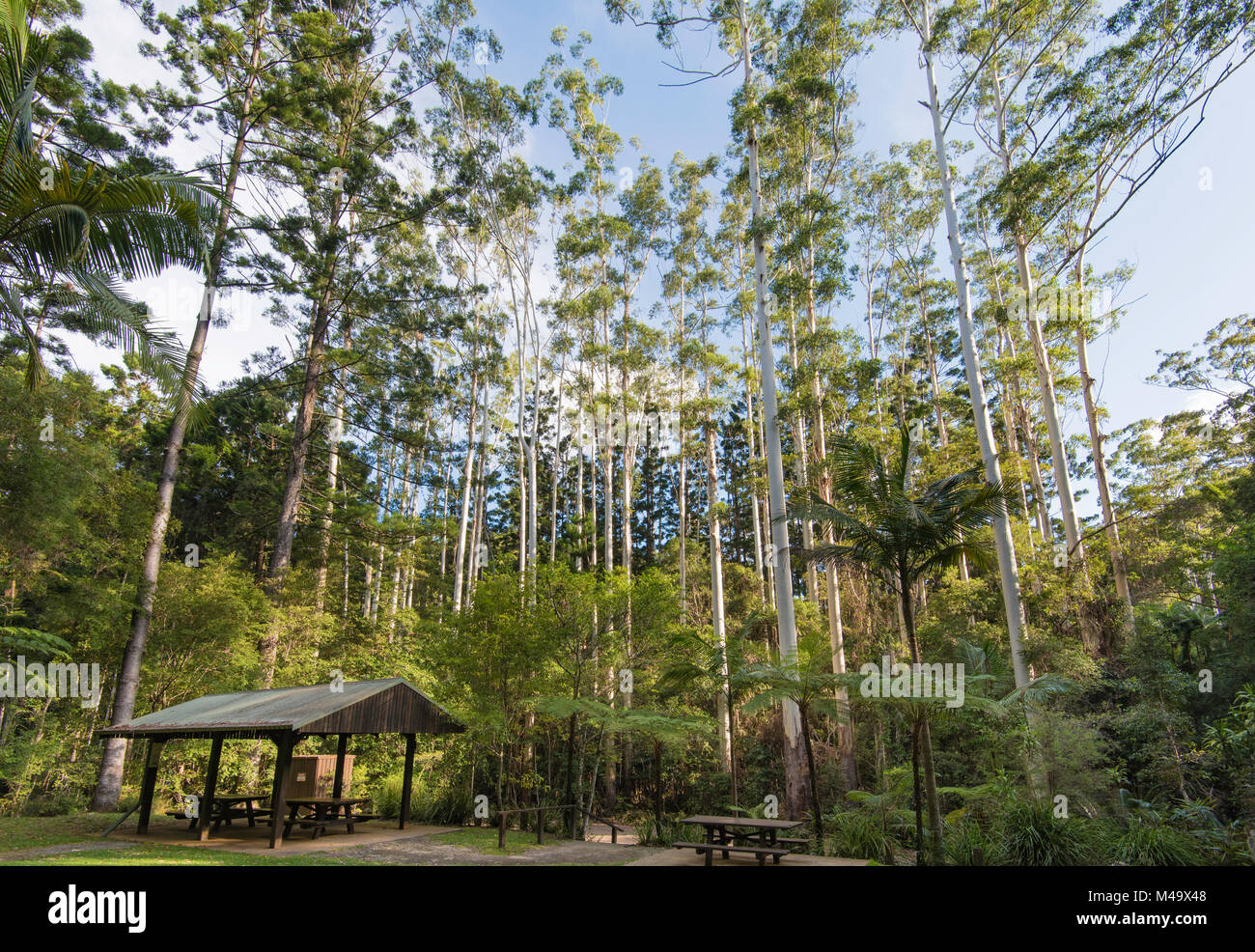 A stand of Eucalyptus grandis also known as the flooded gum or rose gum trees in Northern NSW, Australia Stock Photo