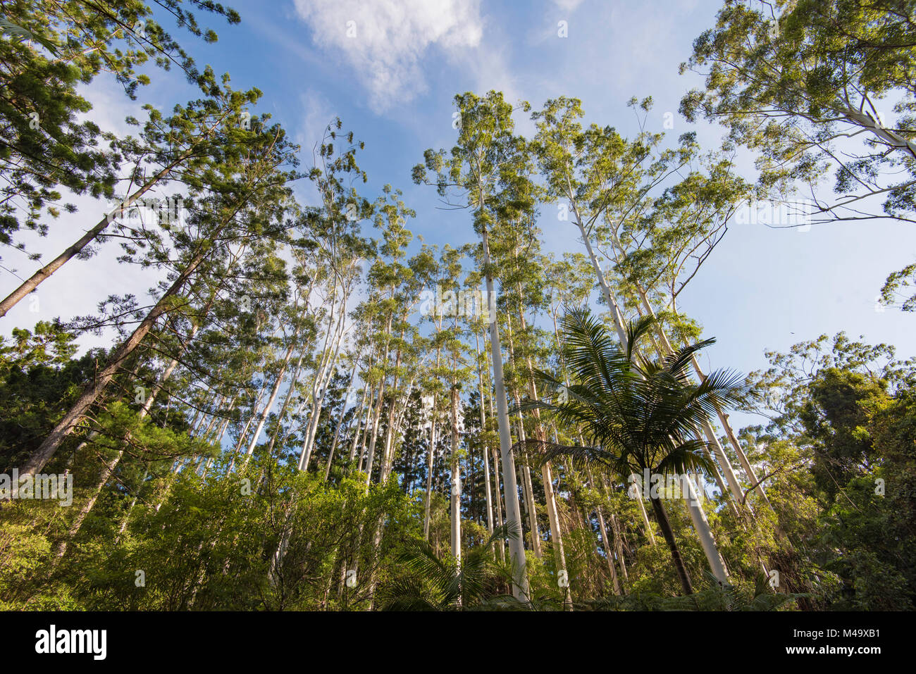 A stand of Eucalyptus grandis also known as the flooded gum or rose gum trees in Northern NSW, Australia Stock Photo