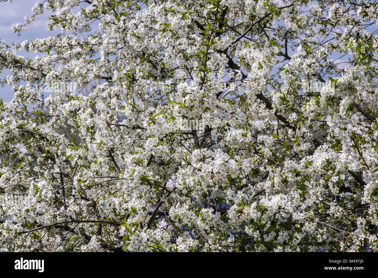 Branch of blossoming cherry against the blue sky Stock Photo - Alamy