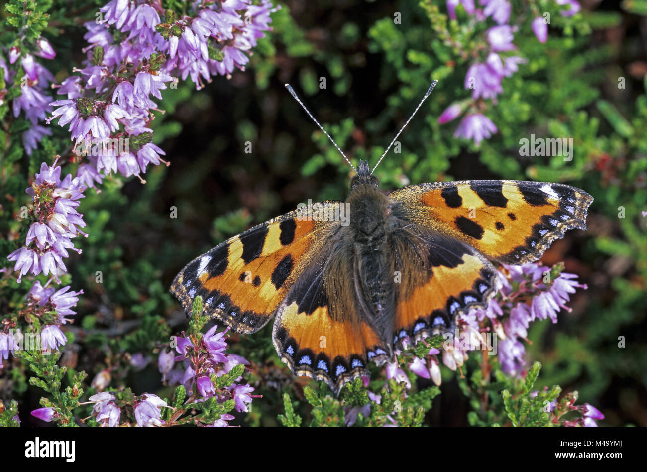 National butterfly of denmark hires stock photography and images Alamy