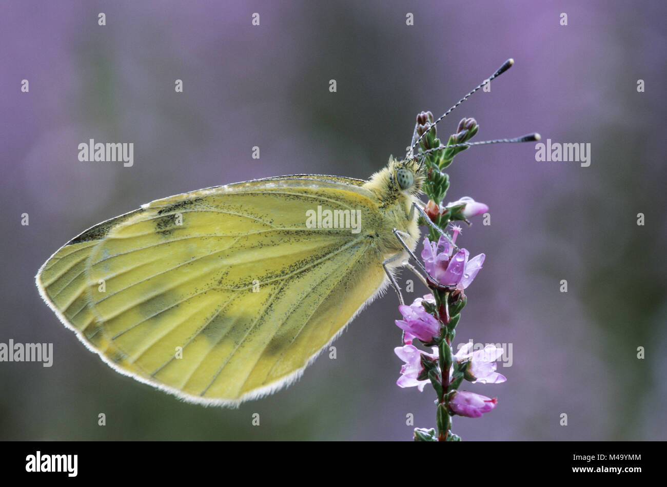Green-veined White, the caterpillar is green and well camouflaged Stock Photo