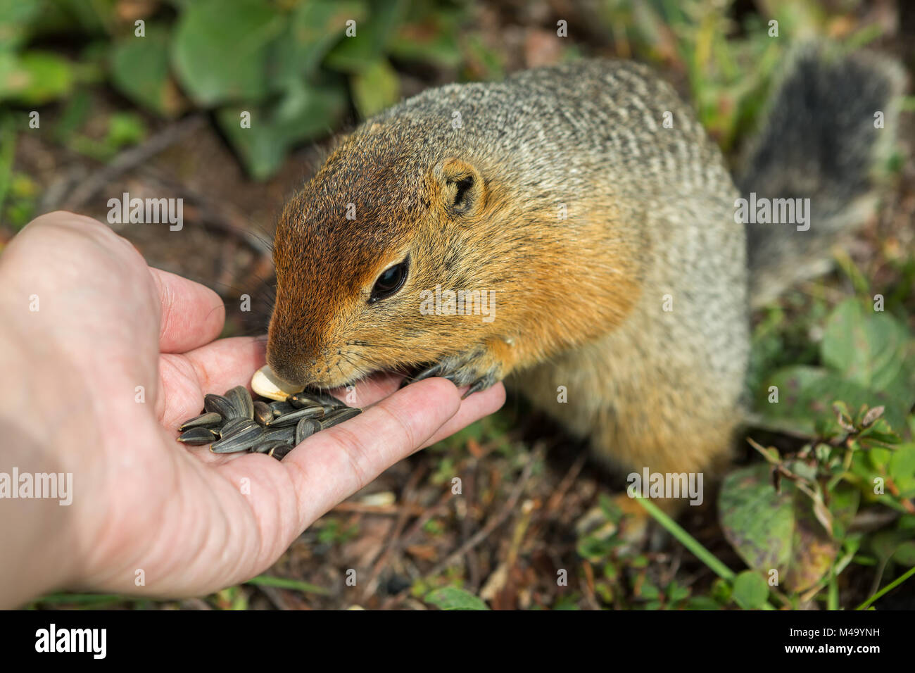 Arctic ground squirrel eats seeds from human hands. Kamchatka. Stock Photo