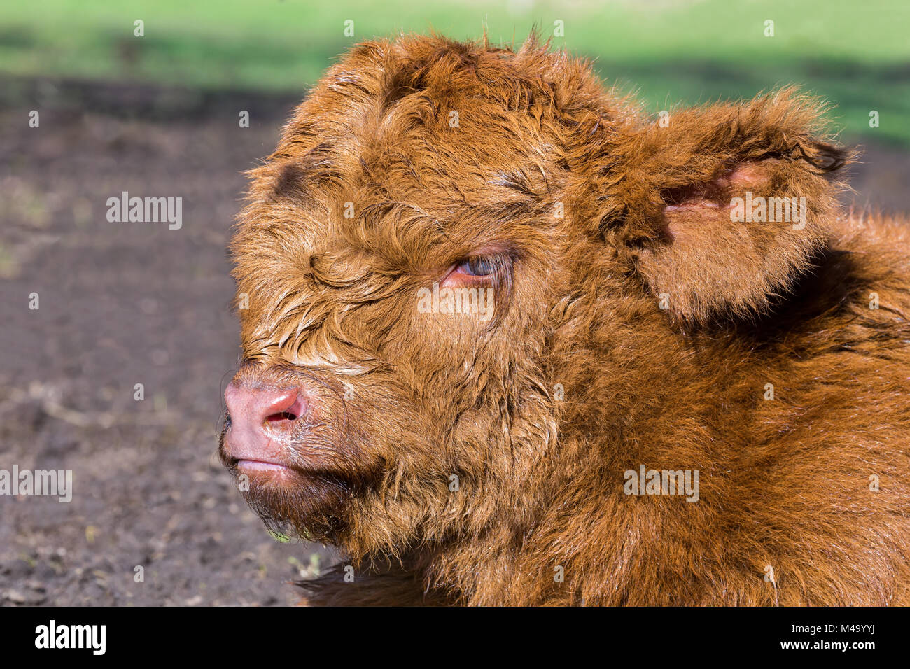Portrait head newborn brown scottish highlander calf Stock Photo