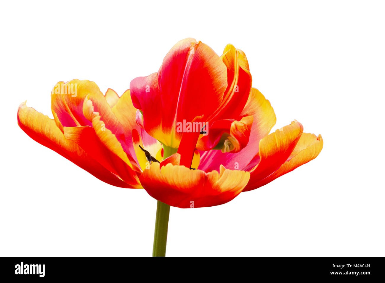 One red with yellow tulip flower isolated on white background Stock ...
