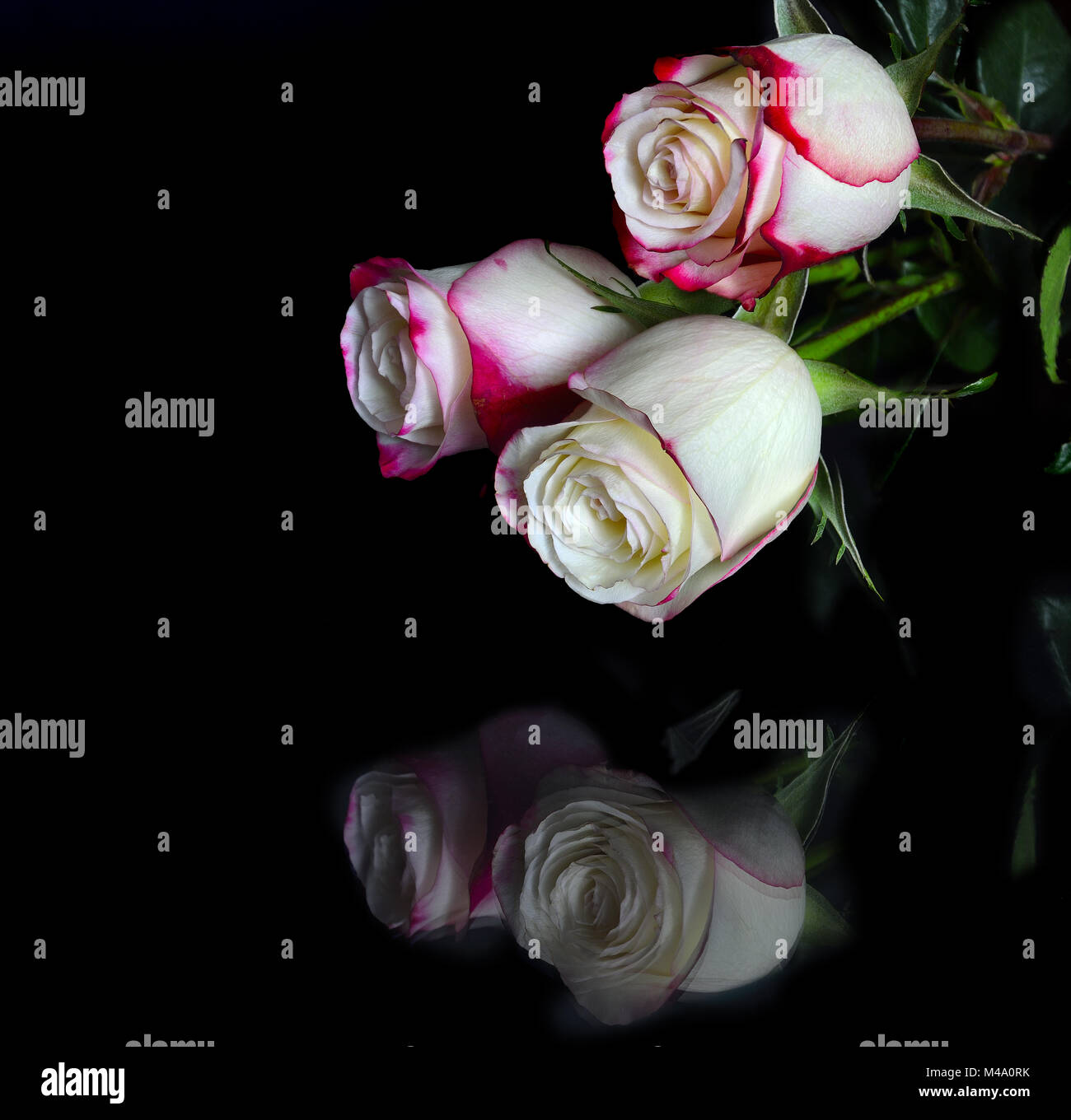 Three white roses with pink edges of petals on black Stock Photo