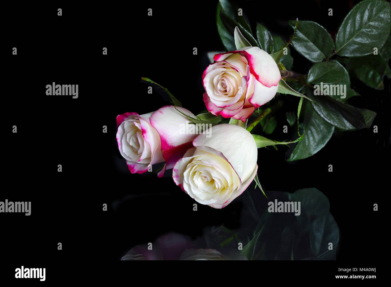 Three white roses with pink edges of petals on black Stock Photo Alamy