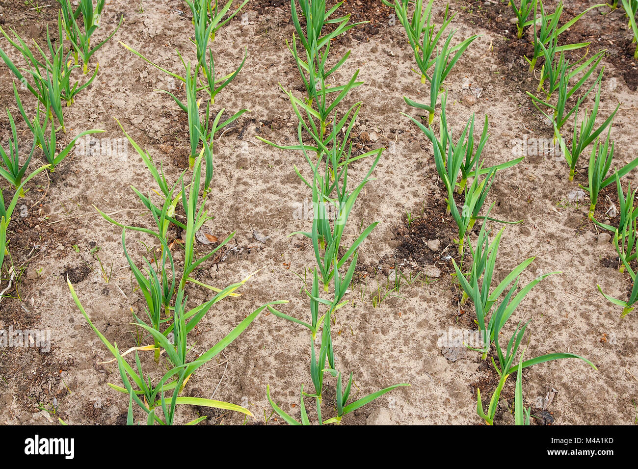 Garlic grows on the vegetable bed. Feathers green onion and garlic are