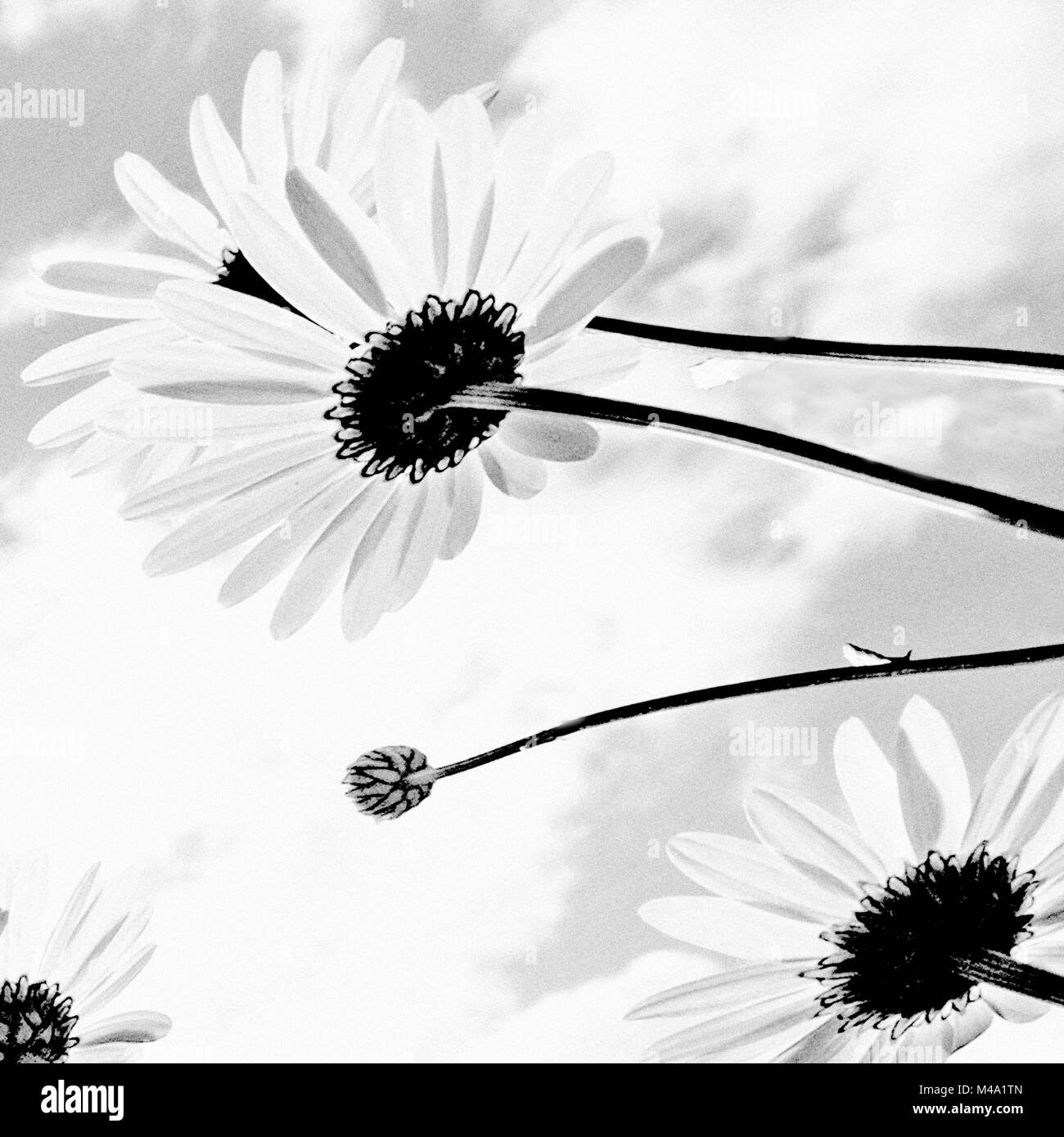 Daisy detail Black and White Stock Photos & Images Alamy