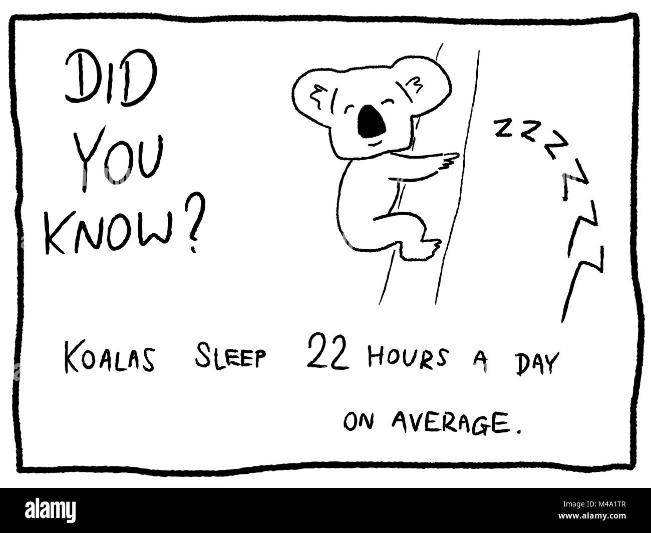 Koala sleep - fun trivia cartoon doodle concept. Newspaper funny comic fact. Stock Vector