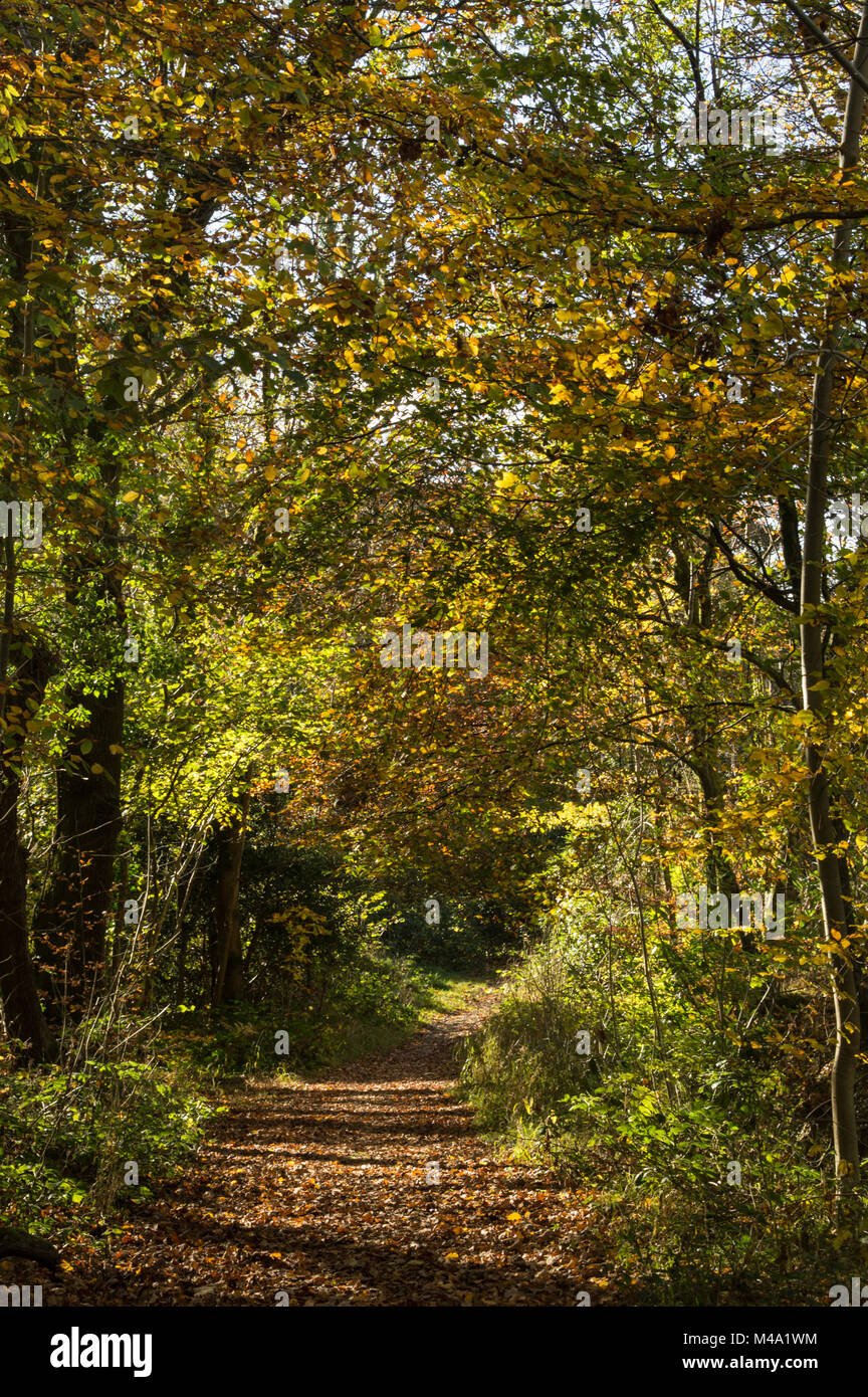 Olchfa woods, Swansea in Autumn Stock Photo - Alamy