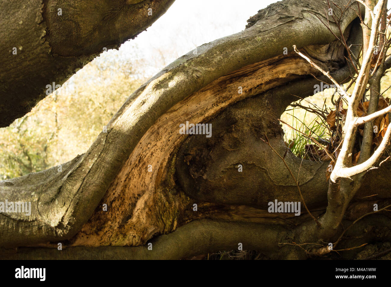 tortured tree in Swansea woodland Stock Photo Alamy