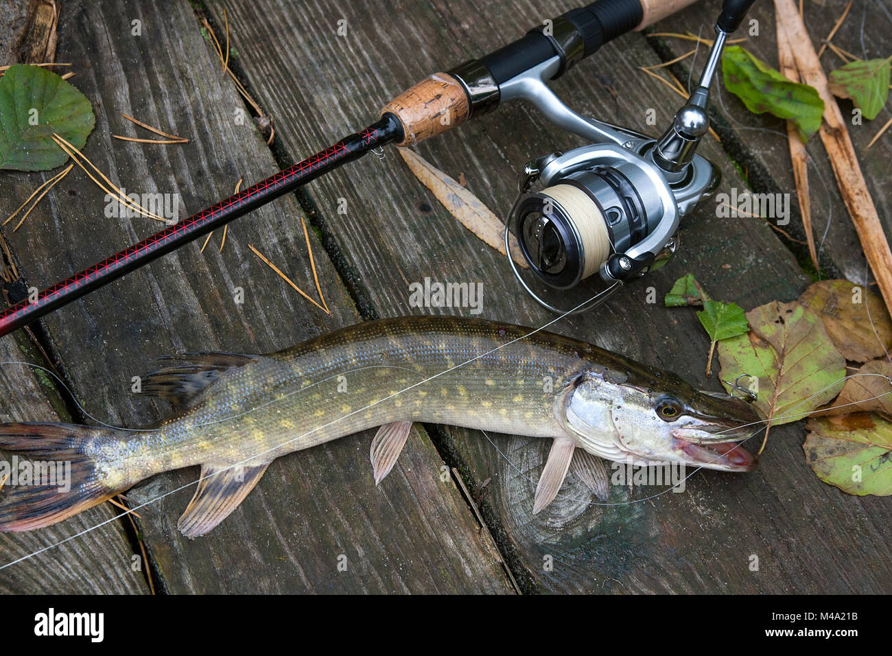 Freshwater Northern pike fish know as Esox Lucius and fishing rod