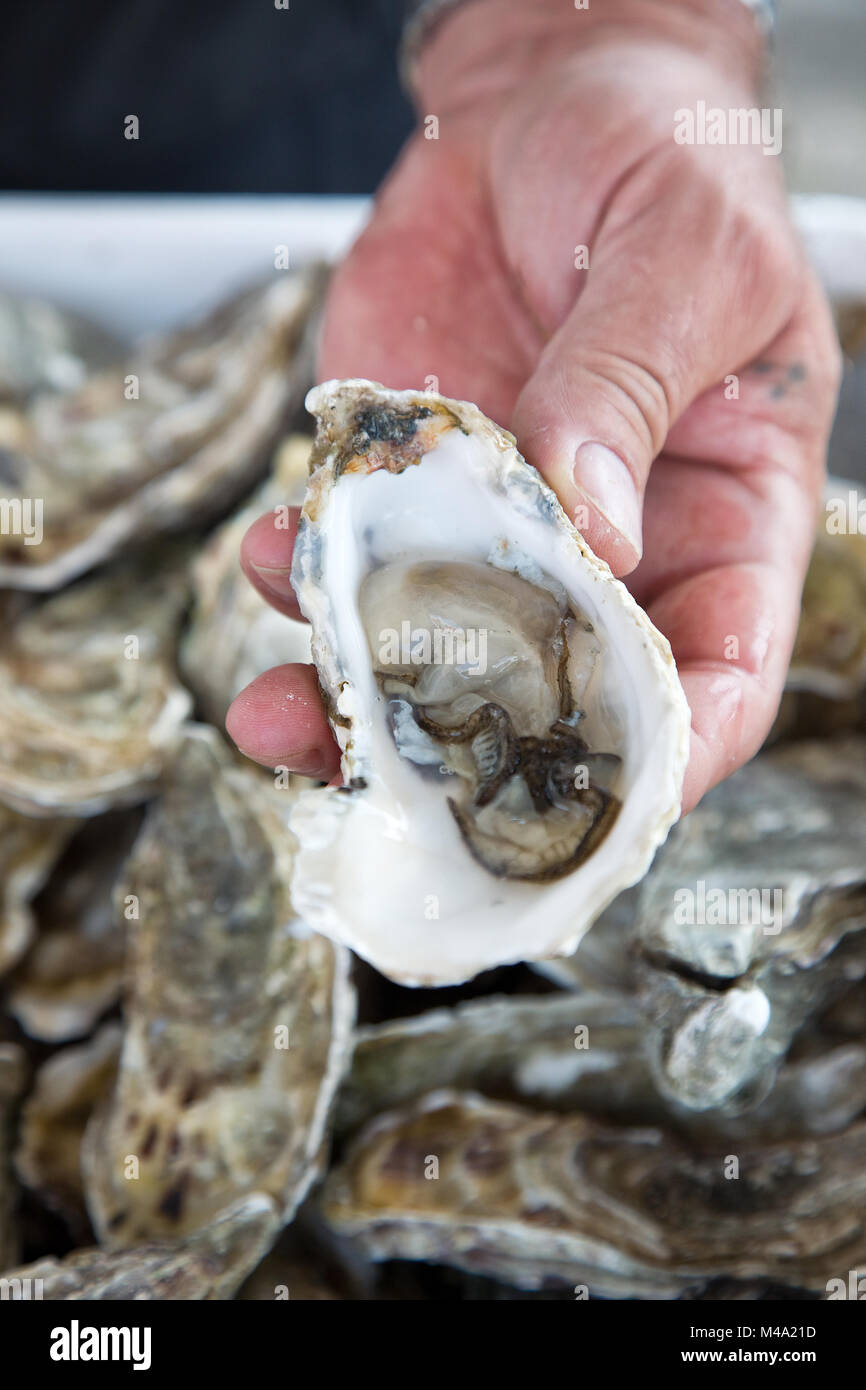 Oyster close up hires stock photography and images Alamy