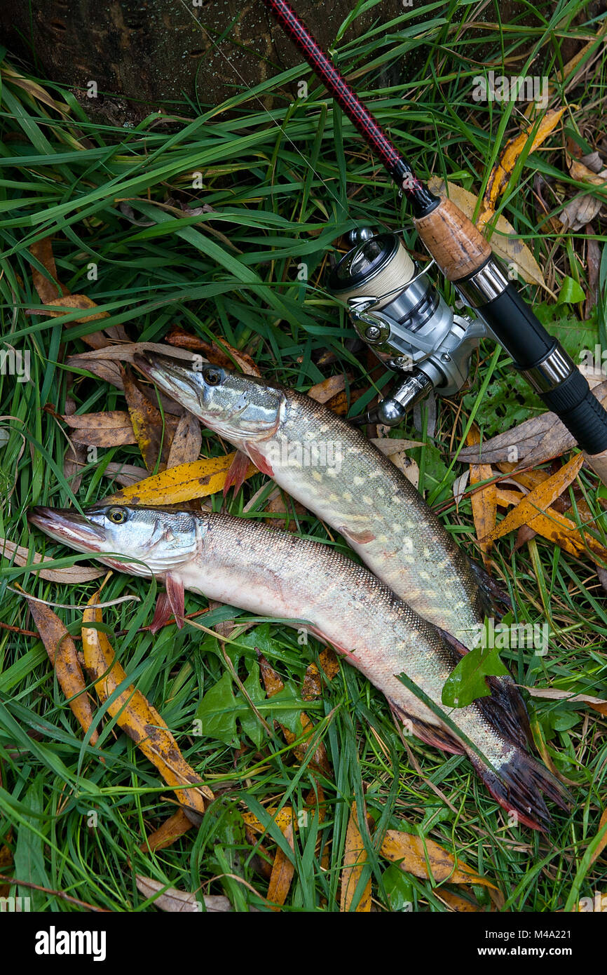 Pike rod hi-res stock photography and images - Alamy