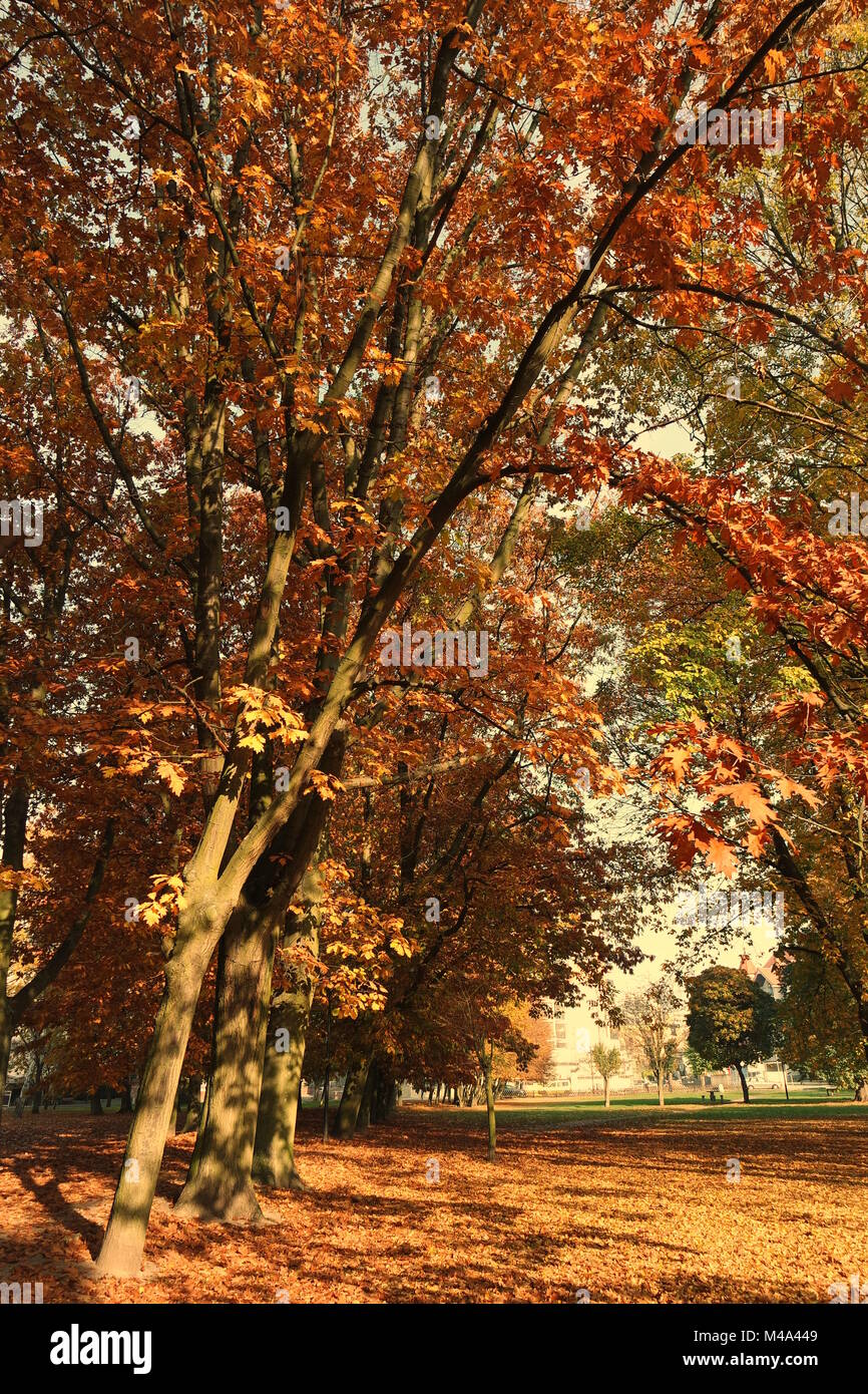 Park alley in autumn Stock Photo - Alamy