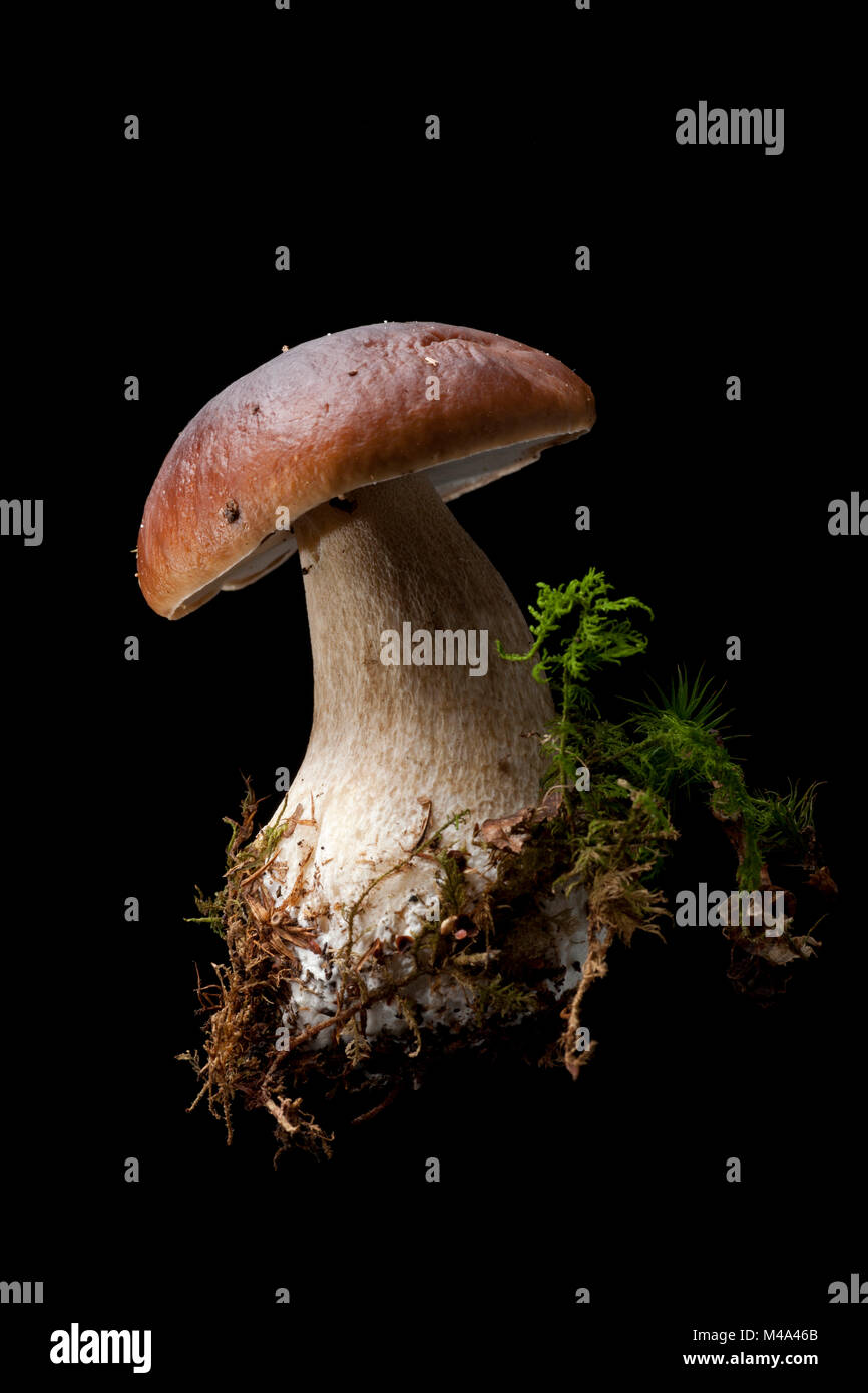 Studio picture of a cep or penny bun mushroom, Boletus edulis, on a black background with moss around its base. Hampshire England UK GB Stock Photo
