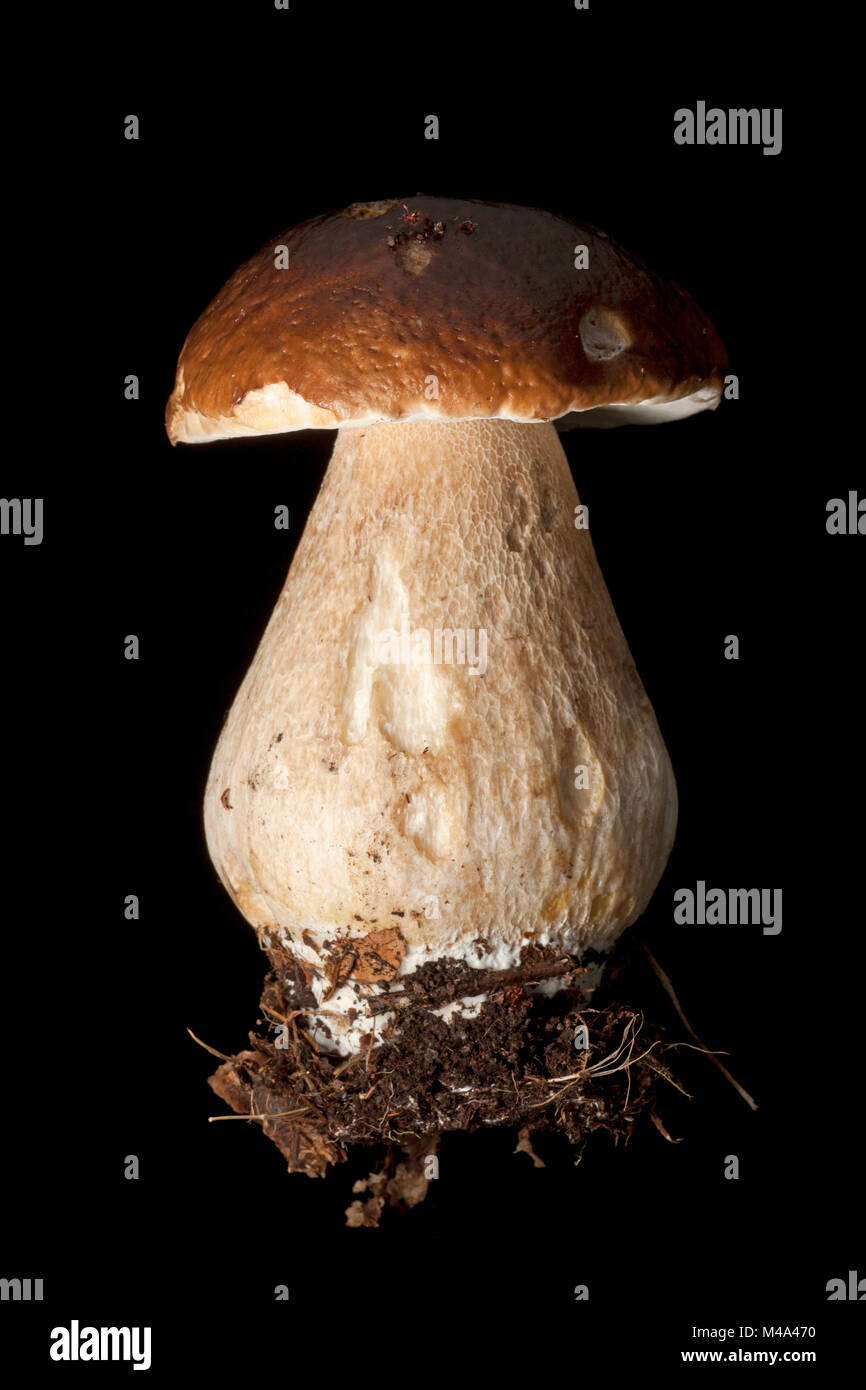 Studio picture of a cep or penny bun mushroom, Boletus edulis, on a black background. Dorset England UK GB Stock Photo