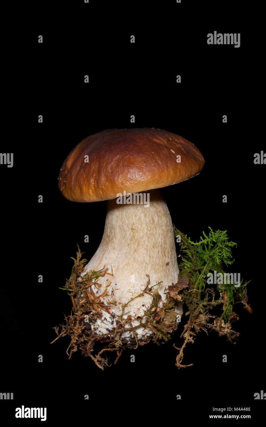 Studio picture of a cep or penny bun mushroom, Boletus edulis, with moss around its base on a black background. Hampshire England UK GB Stock Photo