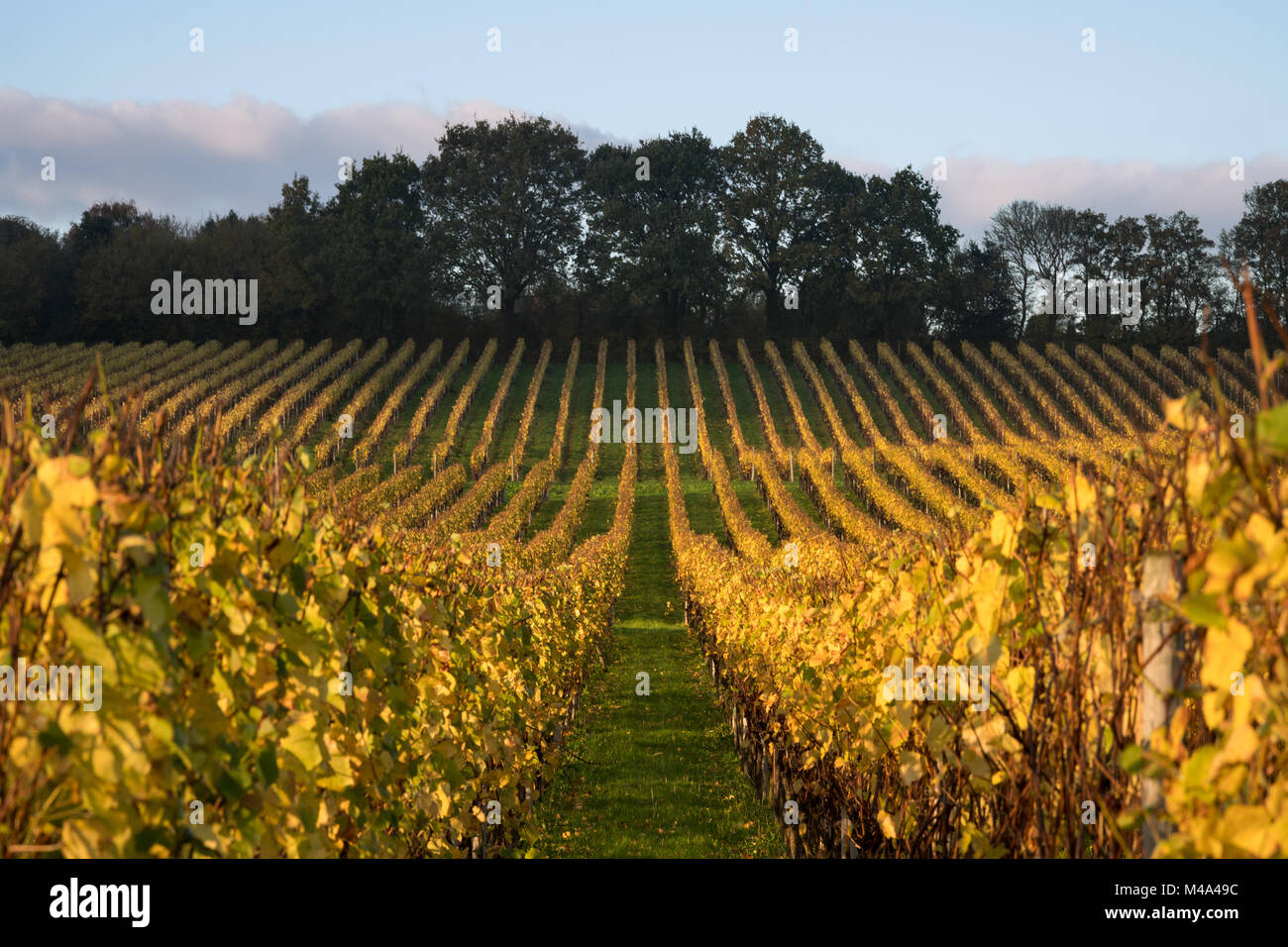 A Vineyard near Midhurst, Sussex, England with the vines catching the last of the Autumn afternoon sunlight. Stock Photo