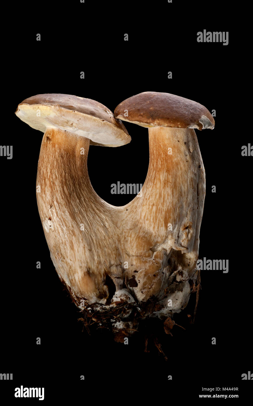 Studio picture of a pair of ceps or penny bun mushrooms, Boletus edulis, on a black background. Hampshire England UK GB Stock Photo