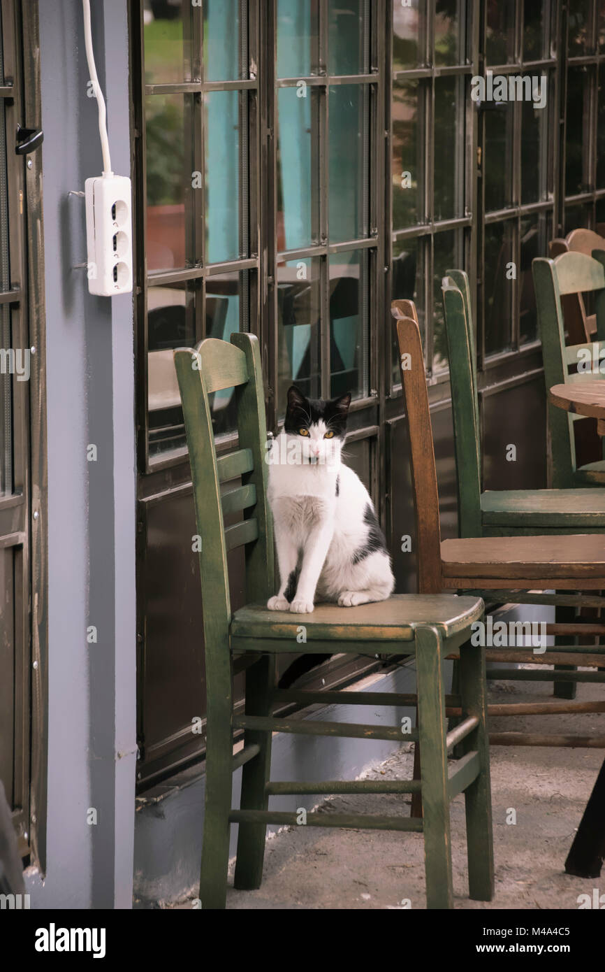 Black cat sitting on chair hi-res stock photography and images - Alamy