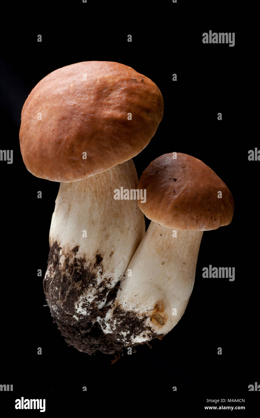 Studio picture of a pair of cep or penny bun mushrooms, Boletus edulis, on a black background. Hampshire  England UK GB Stock Photo