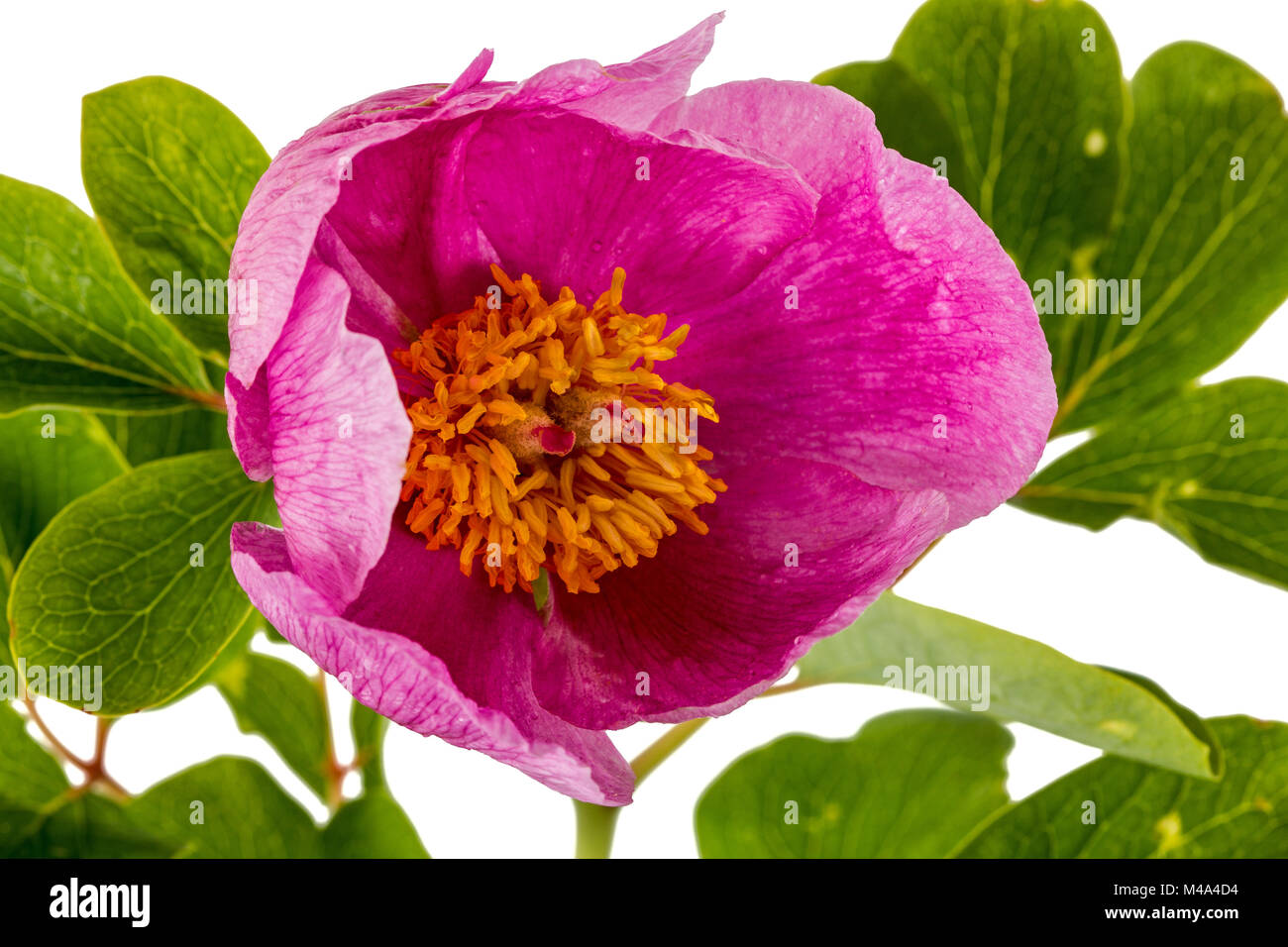 Pink peony flower, isolated on white background Stock Photo - Alamy