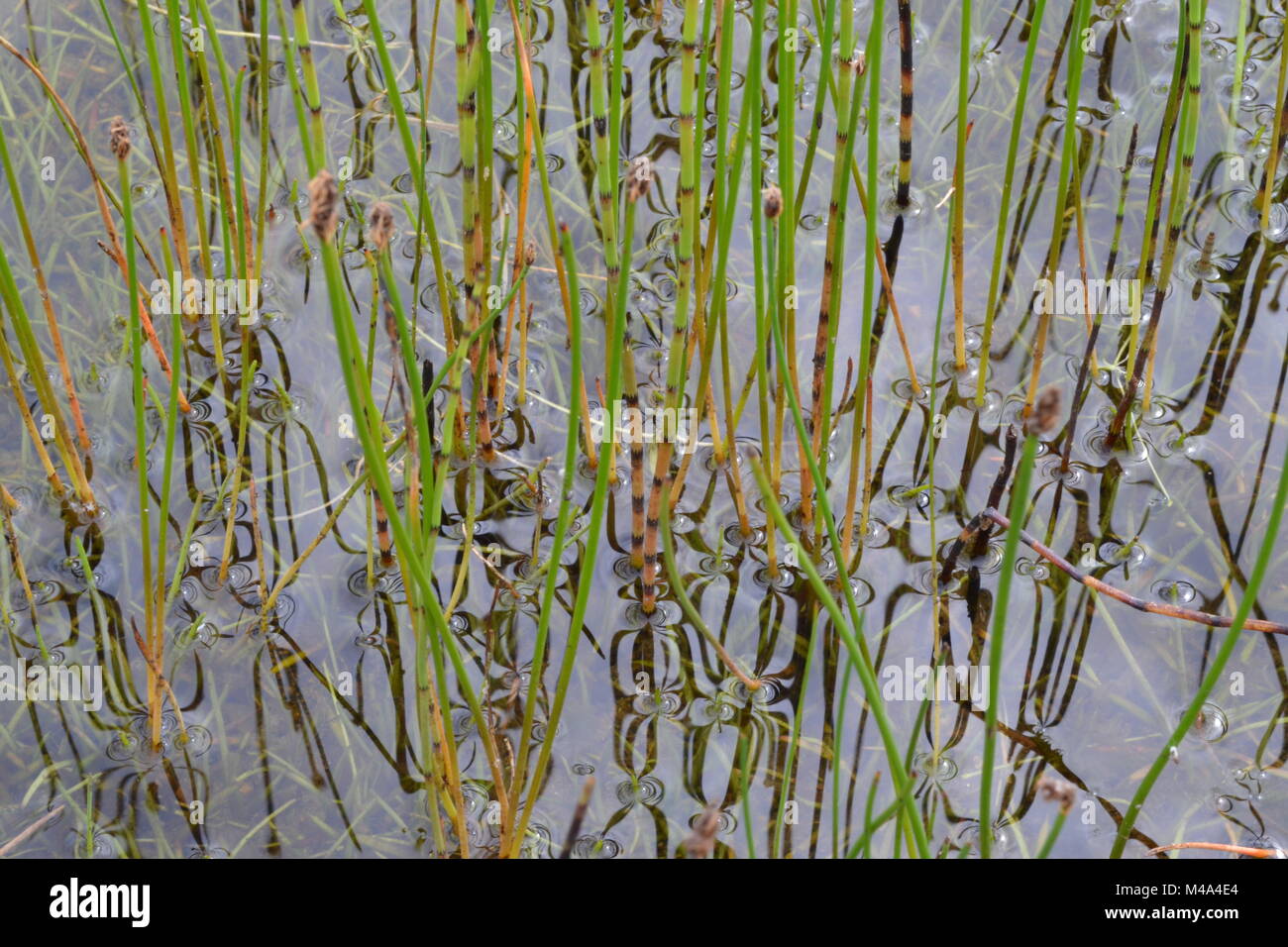Equisetum reflections in water Stock Photo