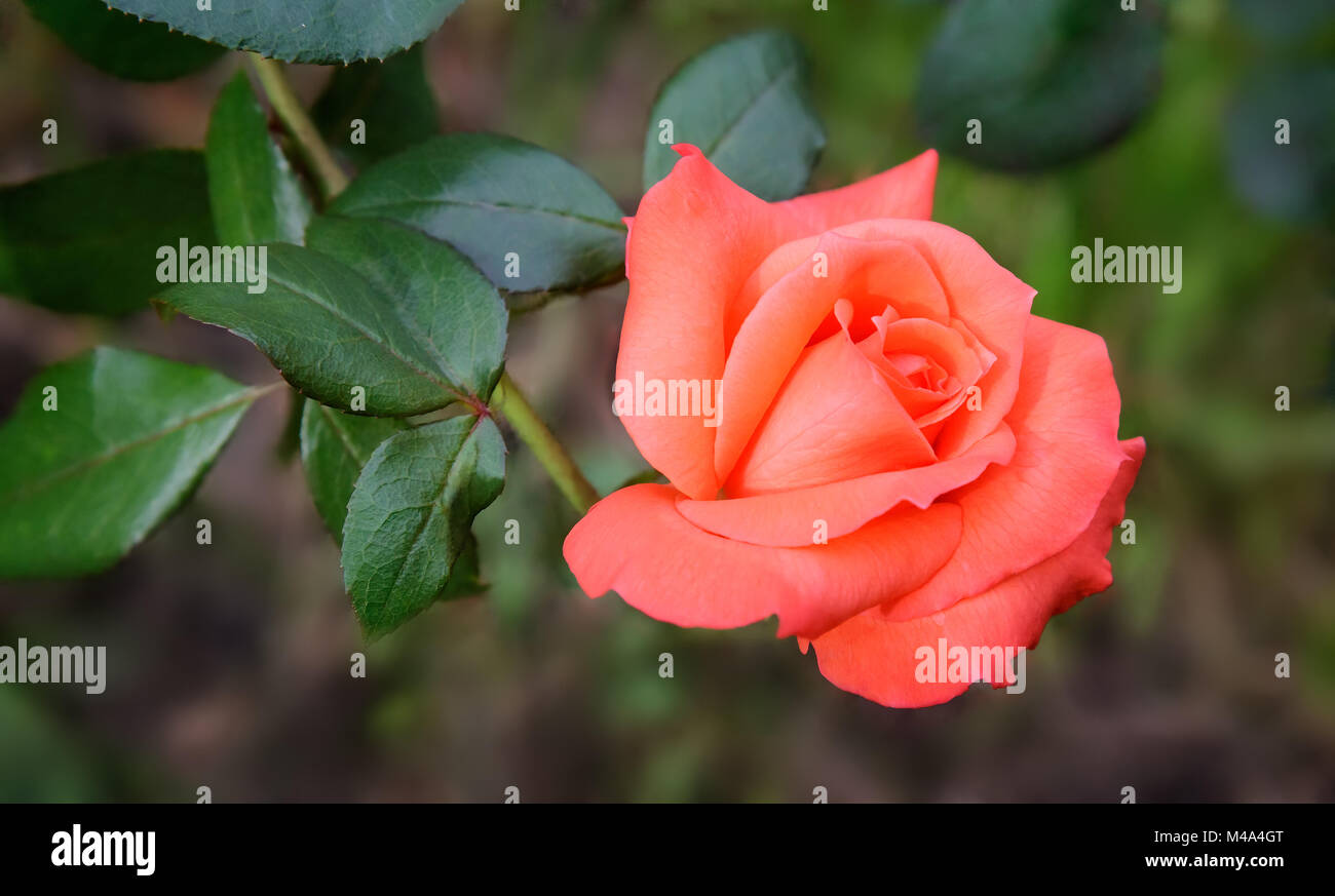 Beautiful blossoming rose against the green of the leaves Stock Photo
